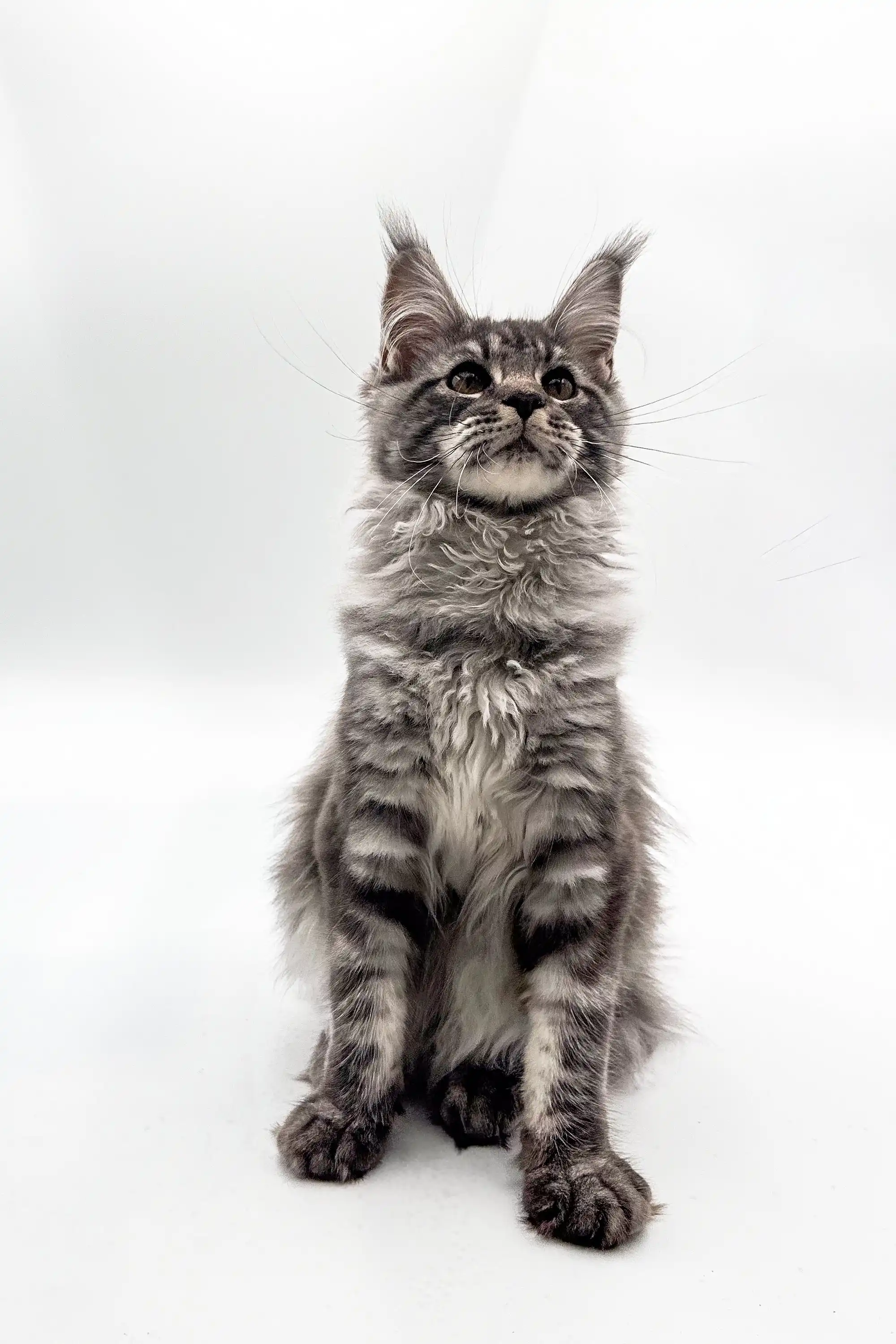 Blueshine | Maine Coon Kitten - Image 2