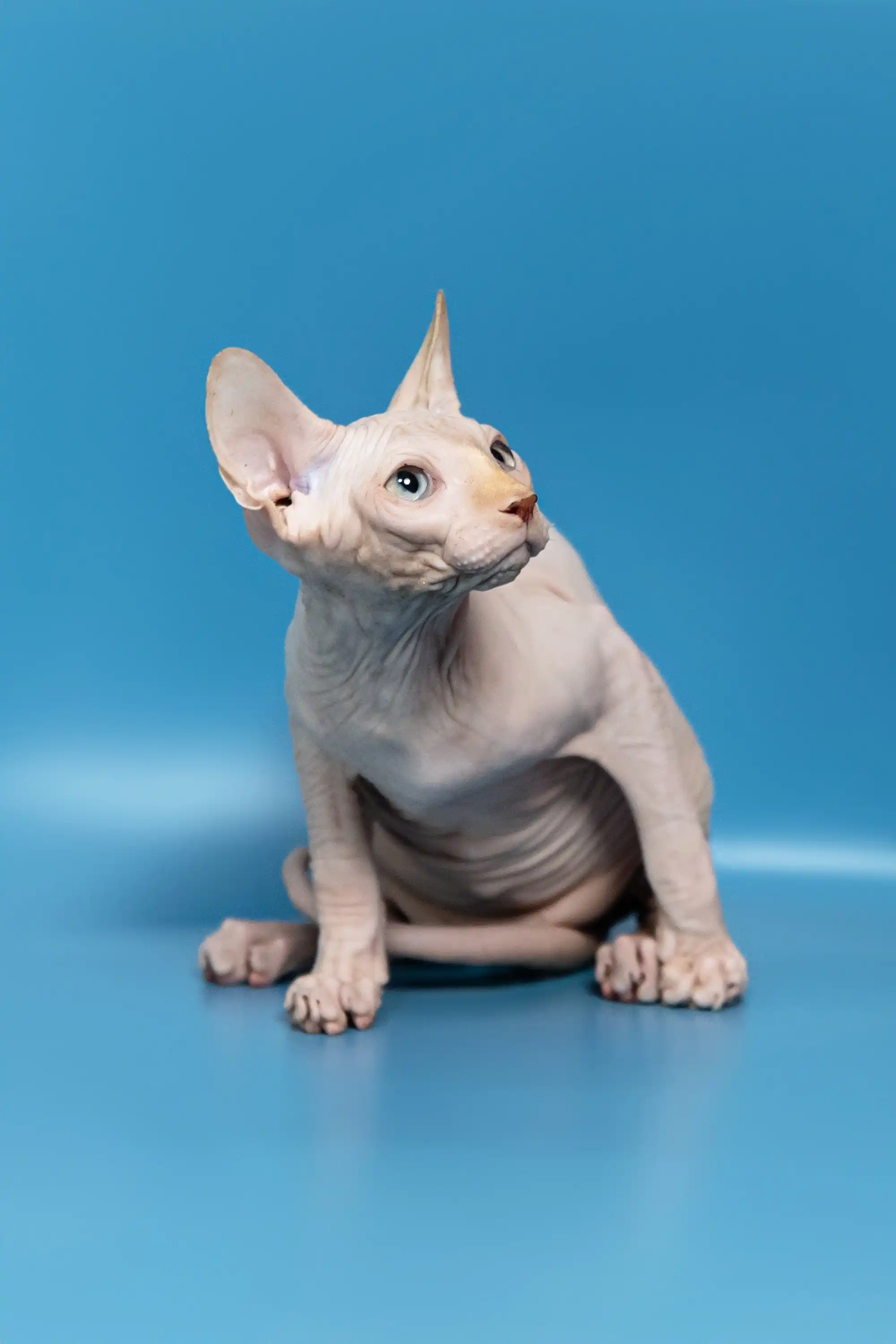 Bob | Canadian Sphynx Kitten - Image 3