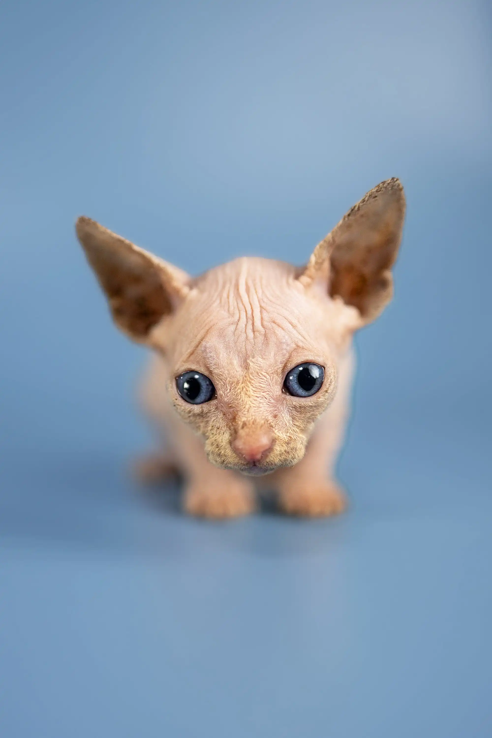 Bob | Sphynx Kittens - Image 3