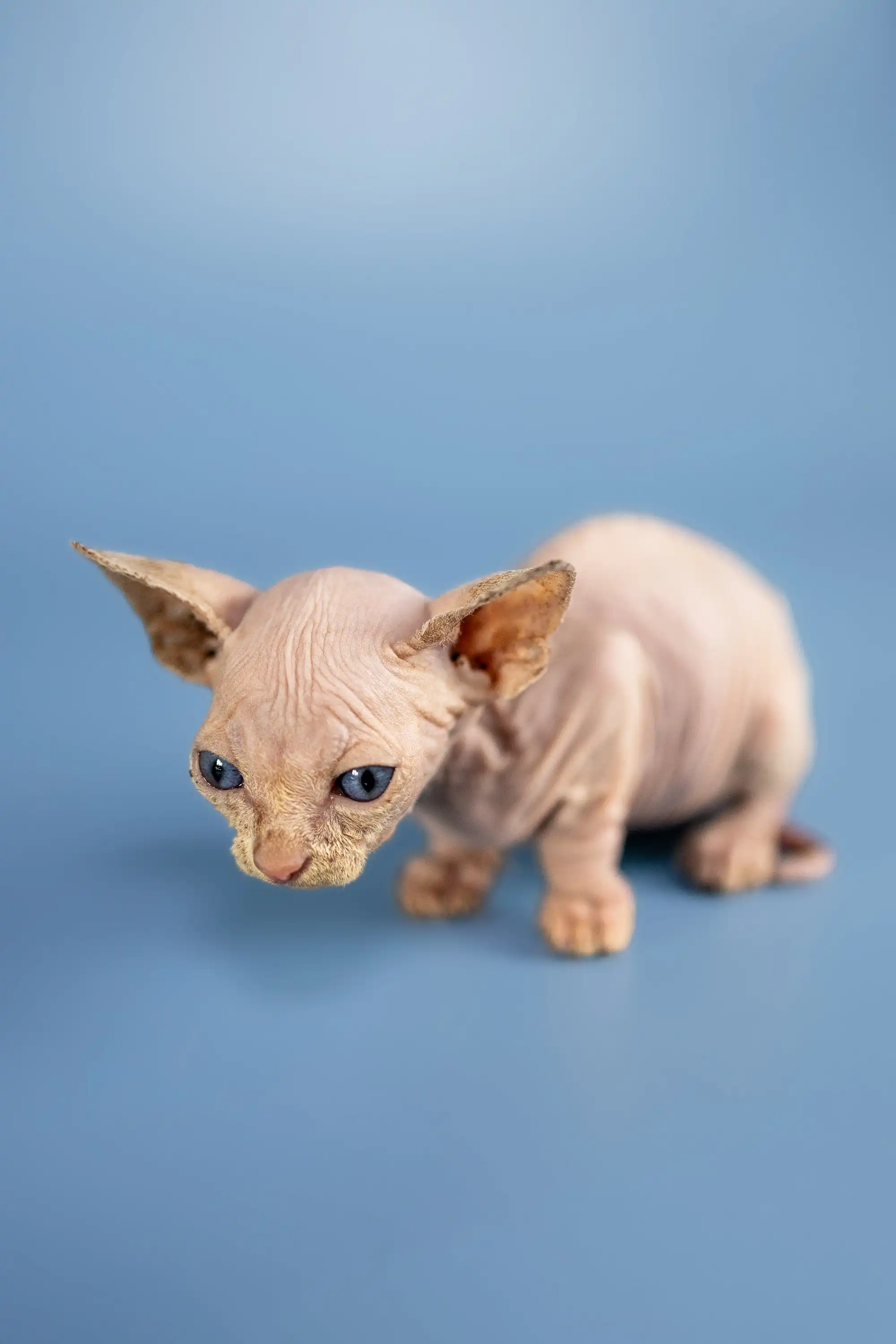 Bob | Sphynx Kittens - Image 9