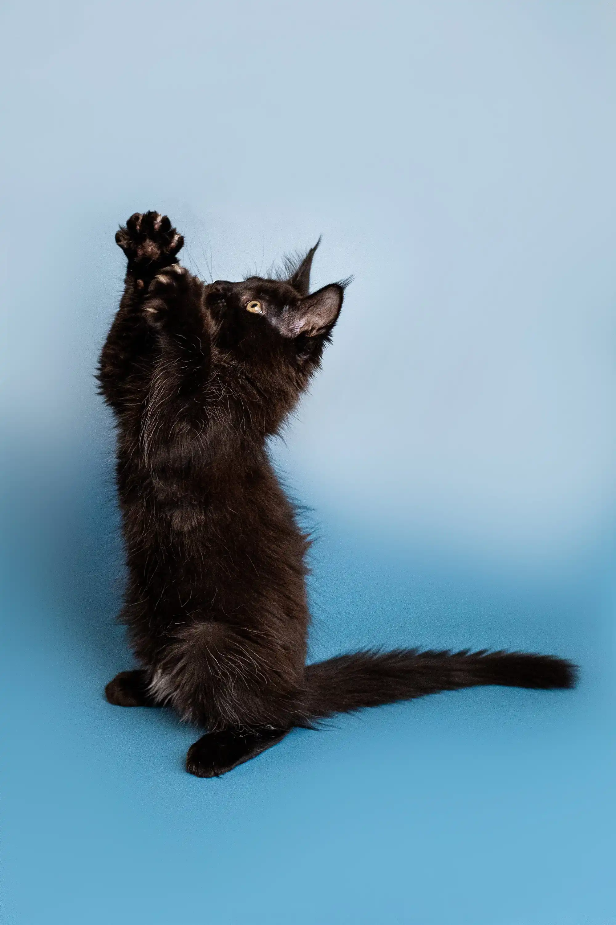 Bobby | Maine Coon Kitten - Image 14