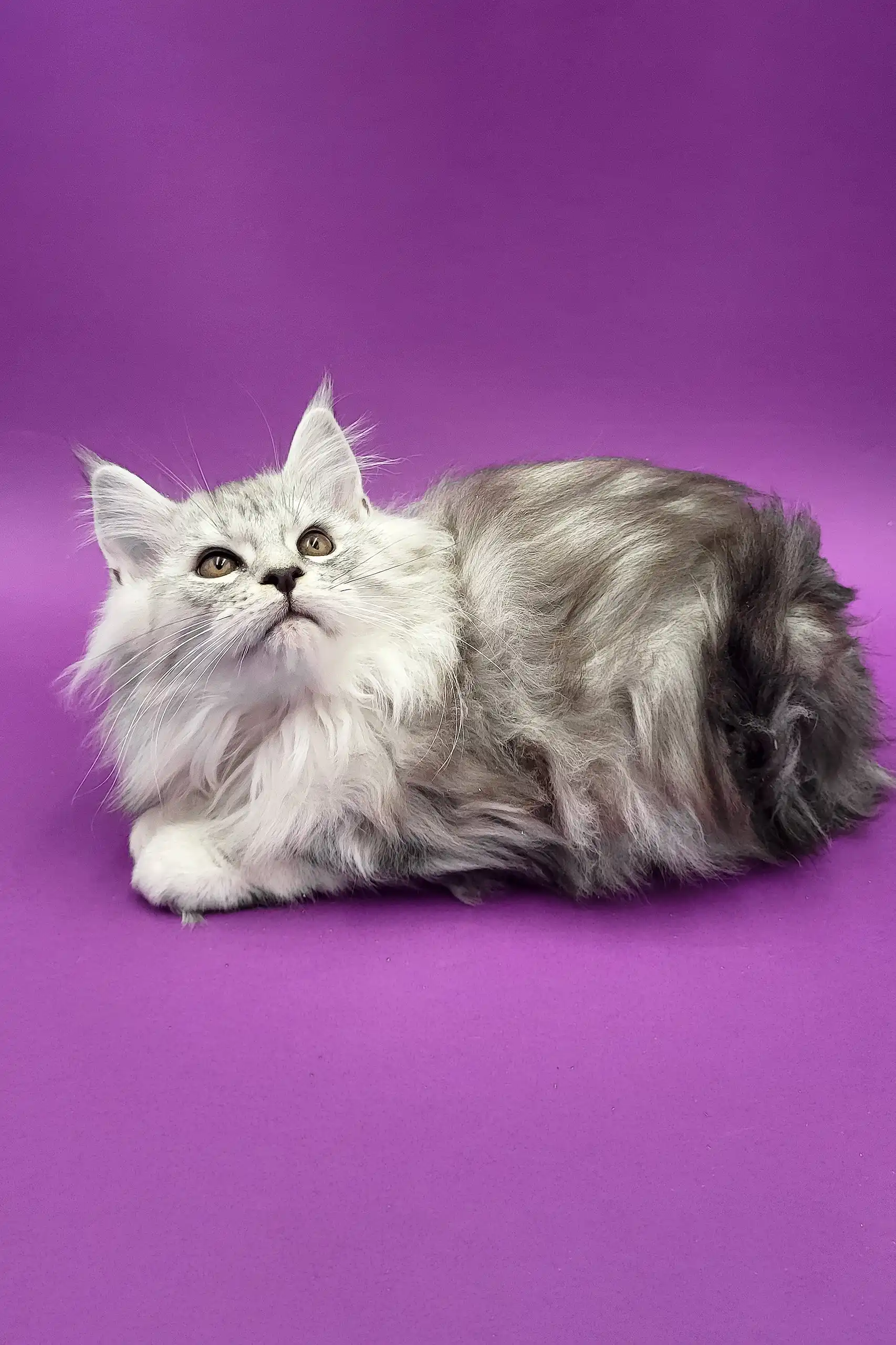 Bona | Maine Coon Kitten - Image 2