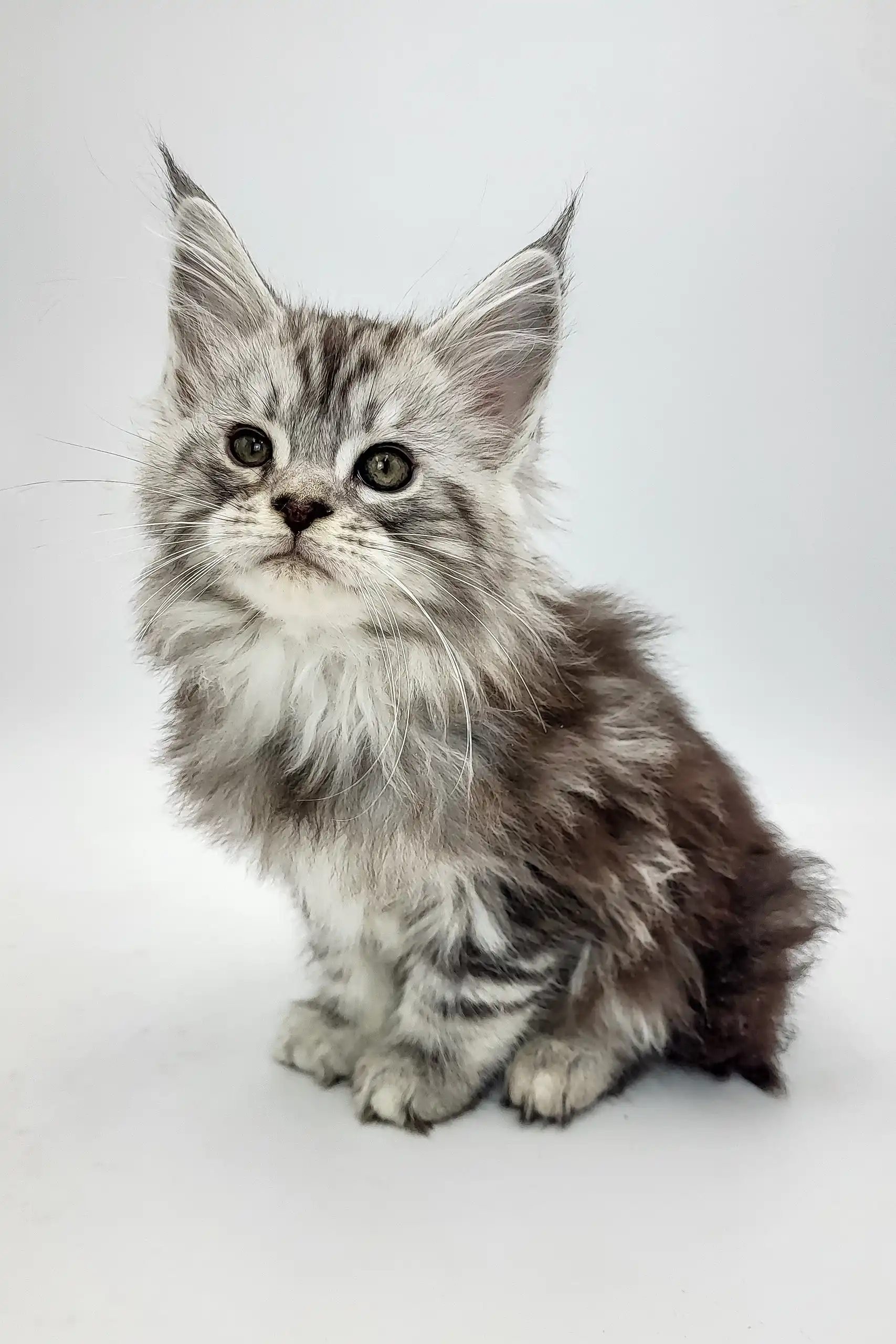 Bond | Maine Coon Kitten - Image 3