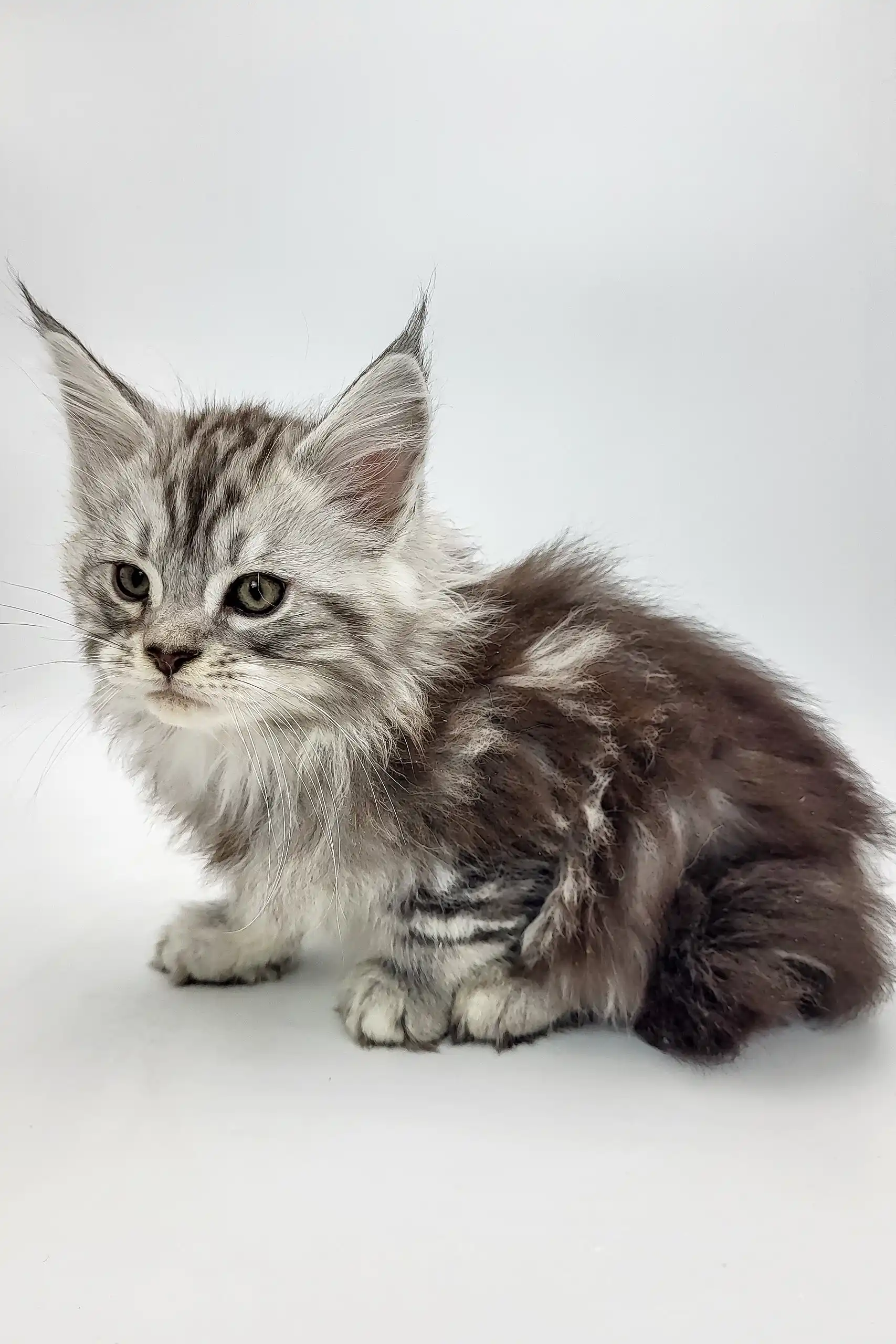 Bond | Maine Coon Kitten - Image 7