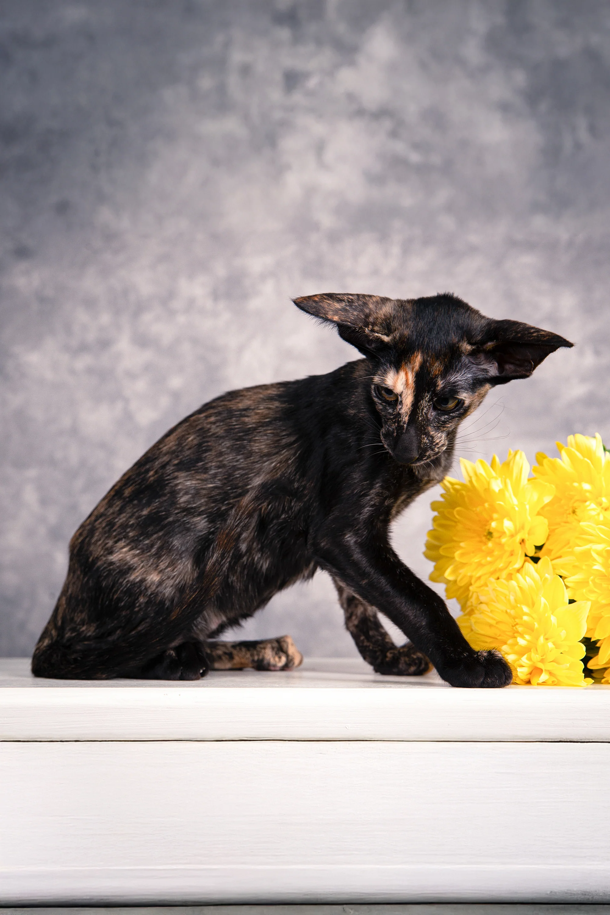 Bonita | Oriental Shorthair Kitten - Image 9