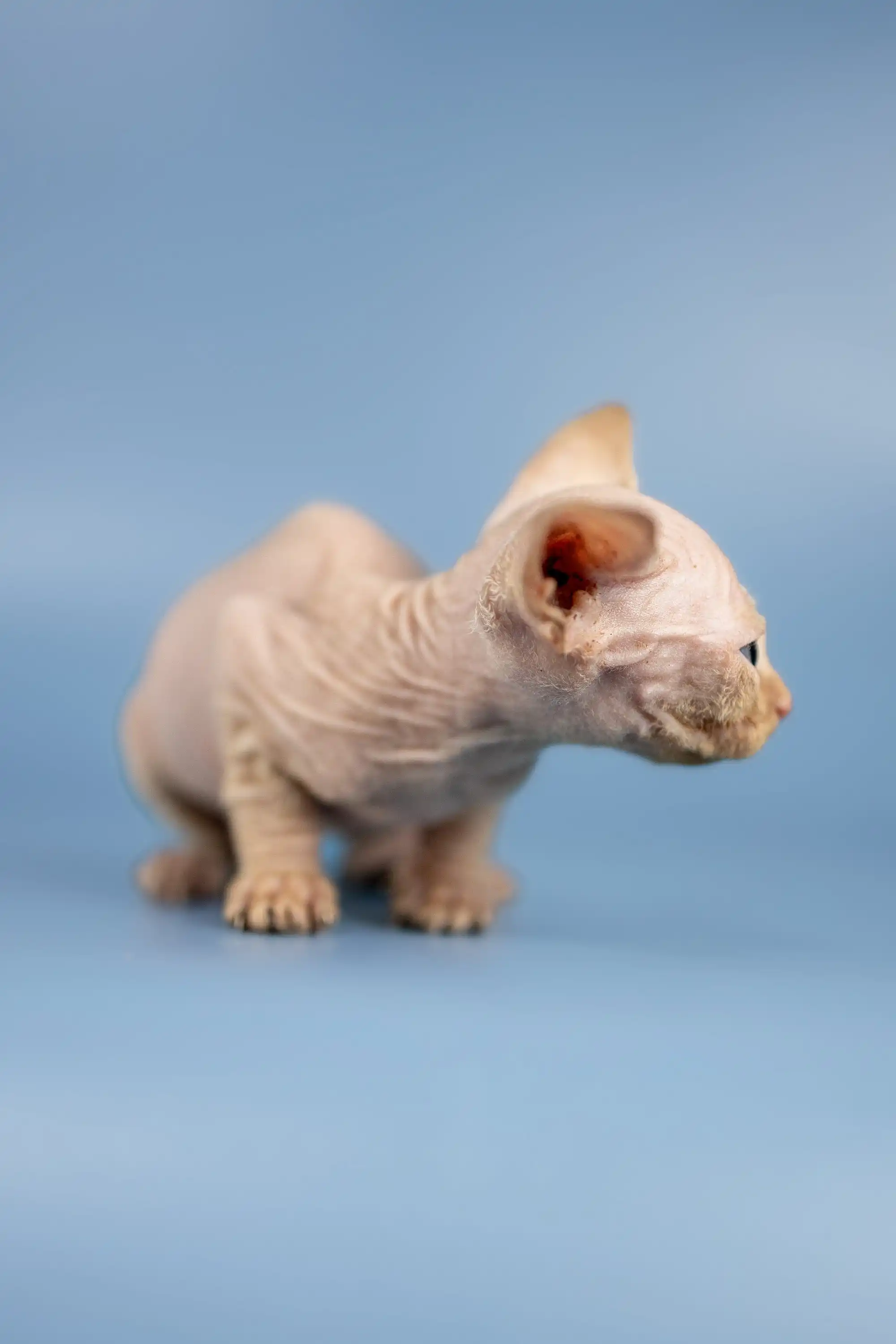 Boris | Sphynx Kitten - Image 13