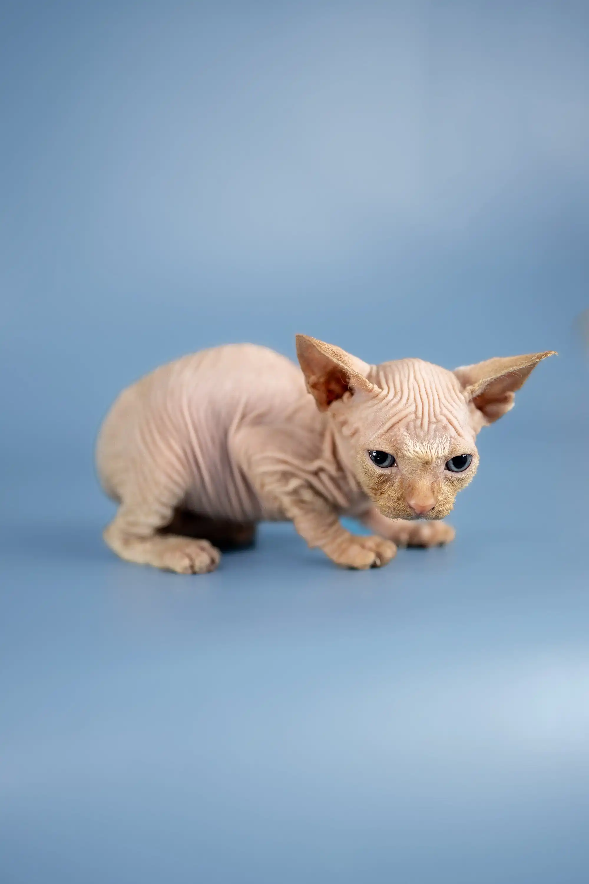 Boris | Sphynx Kitten - Image 5