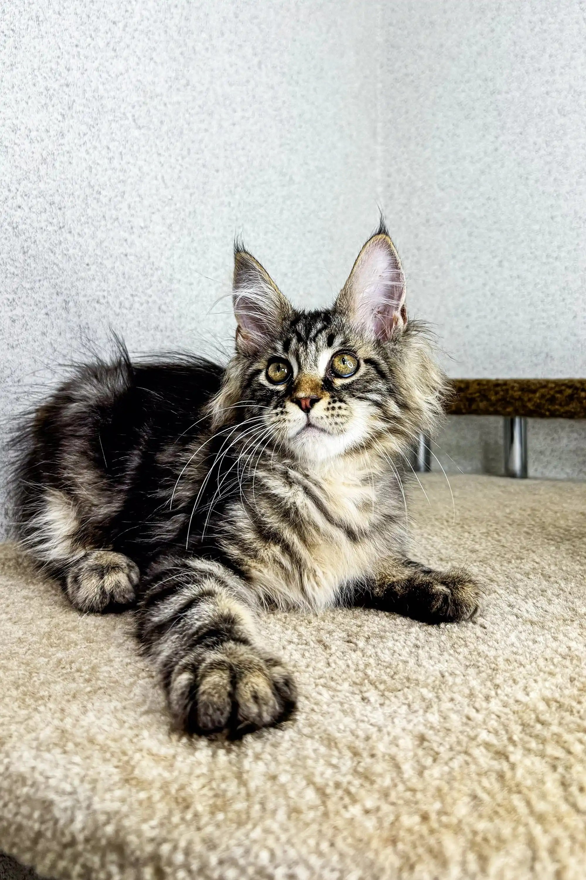 Borrow | Maine Coon Kitten - Image 8
