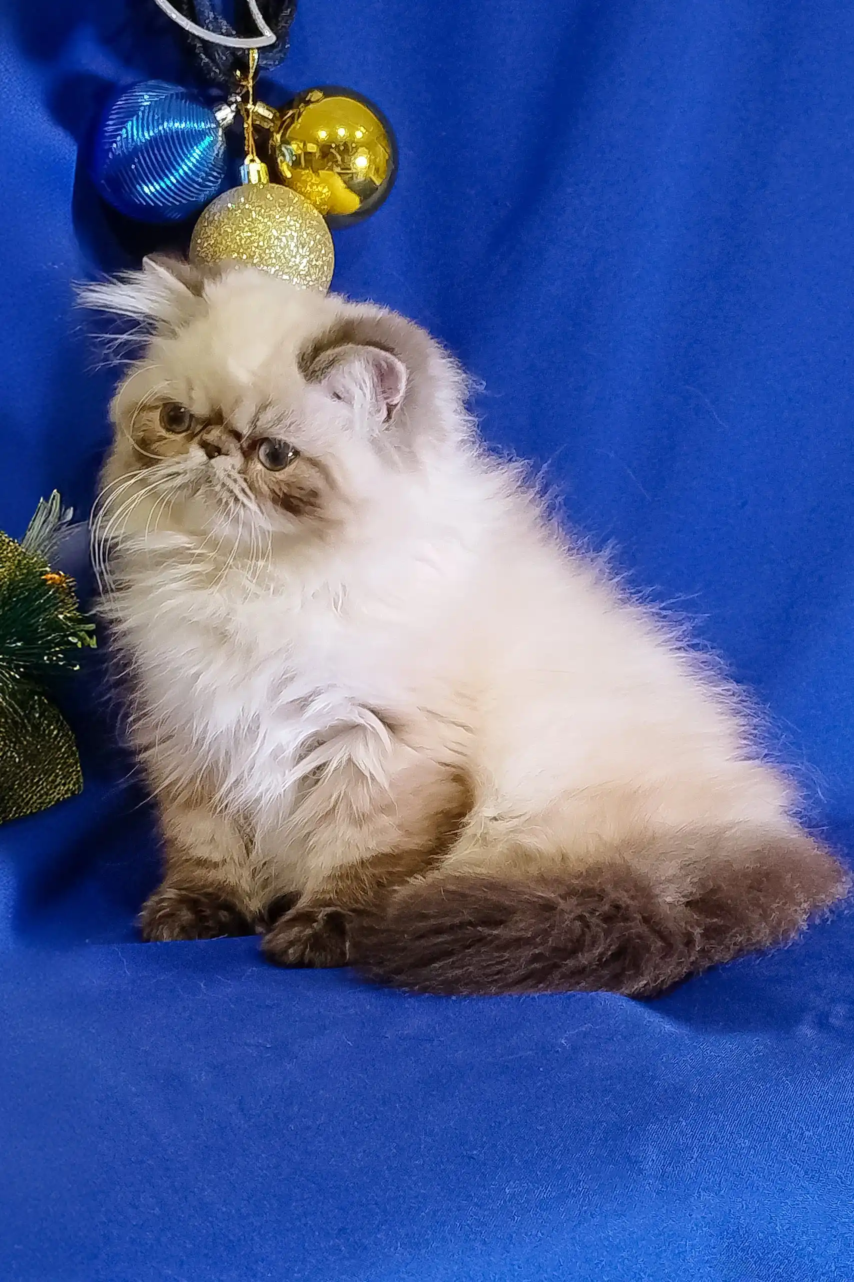 Bosko | Persian Kitten - Image 2
