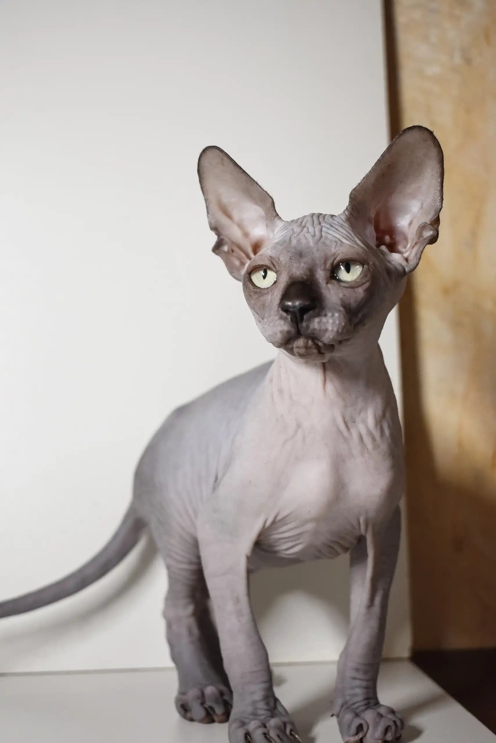 Bourbon | Elf Sphynx Kitten - Image 2