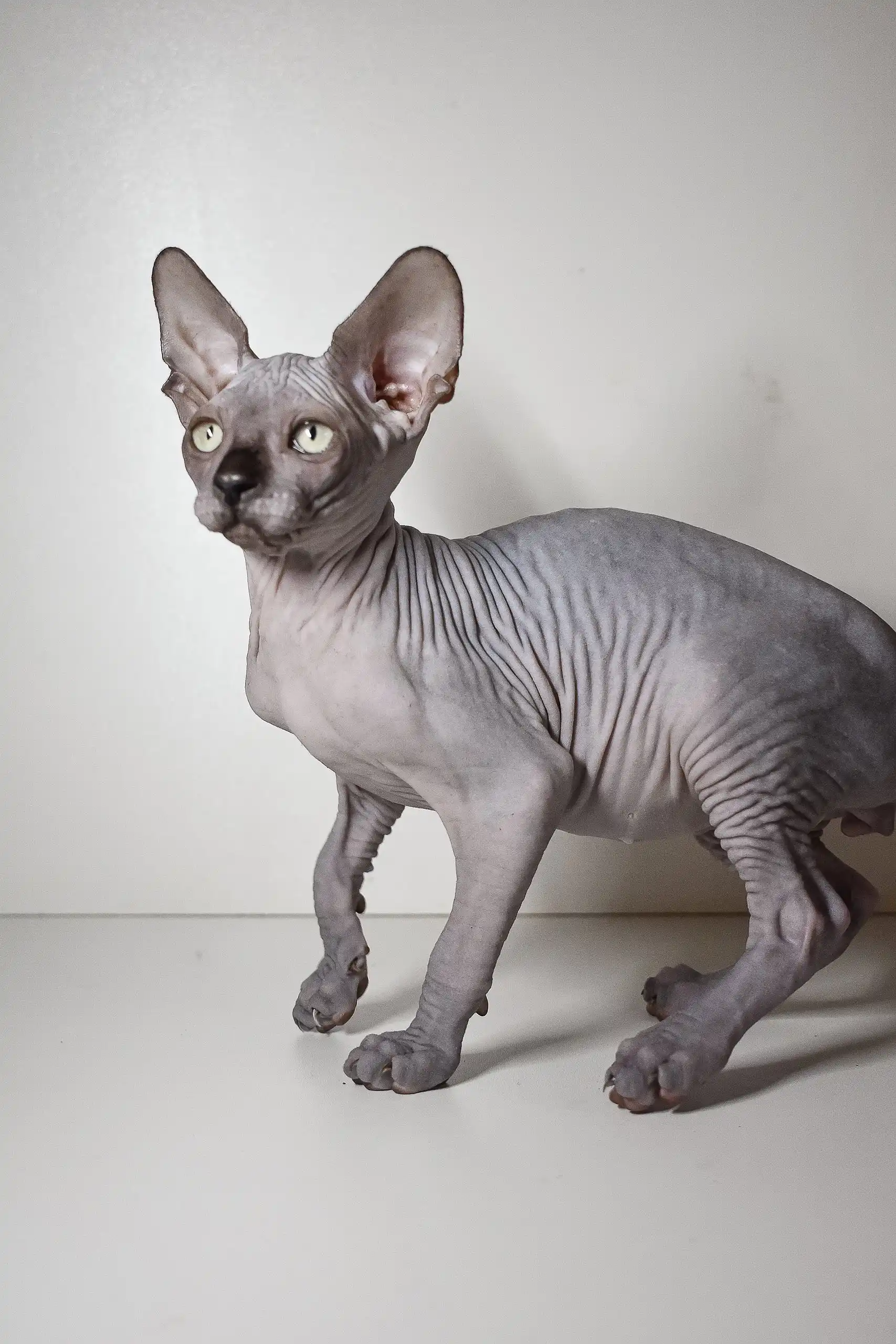 Bourbon | Elf Sphynx Kitten - Image 6