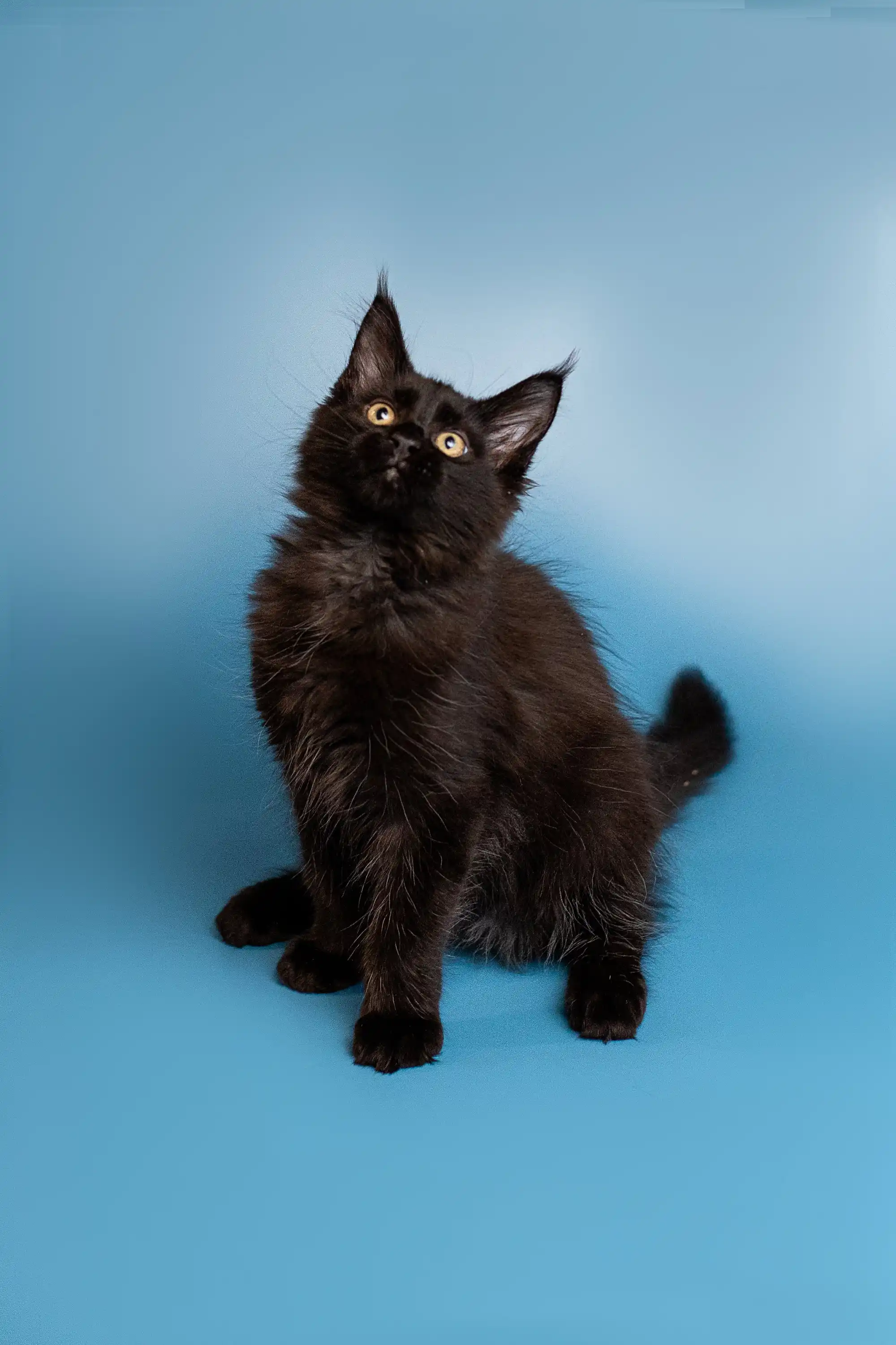 Boxer | Maine Coon Kitten - Image 14