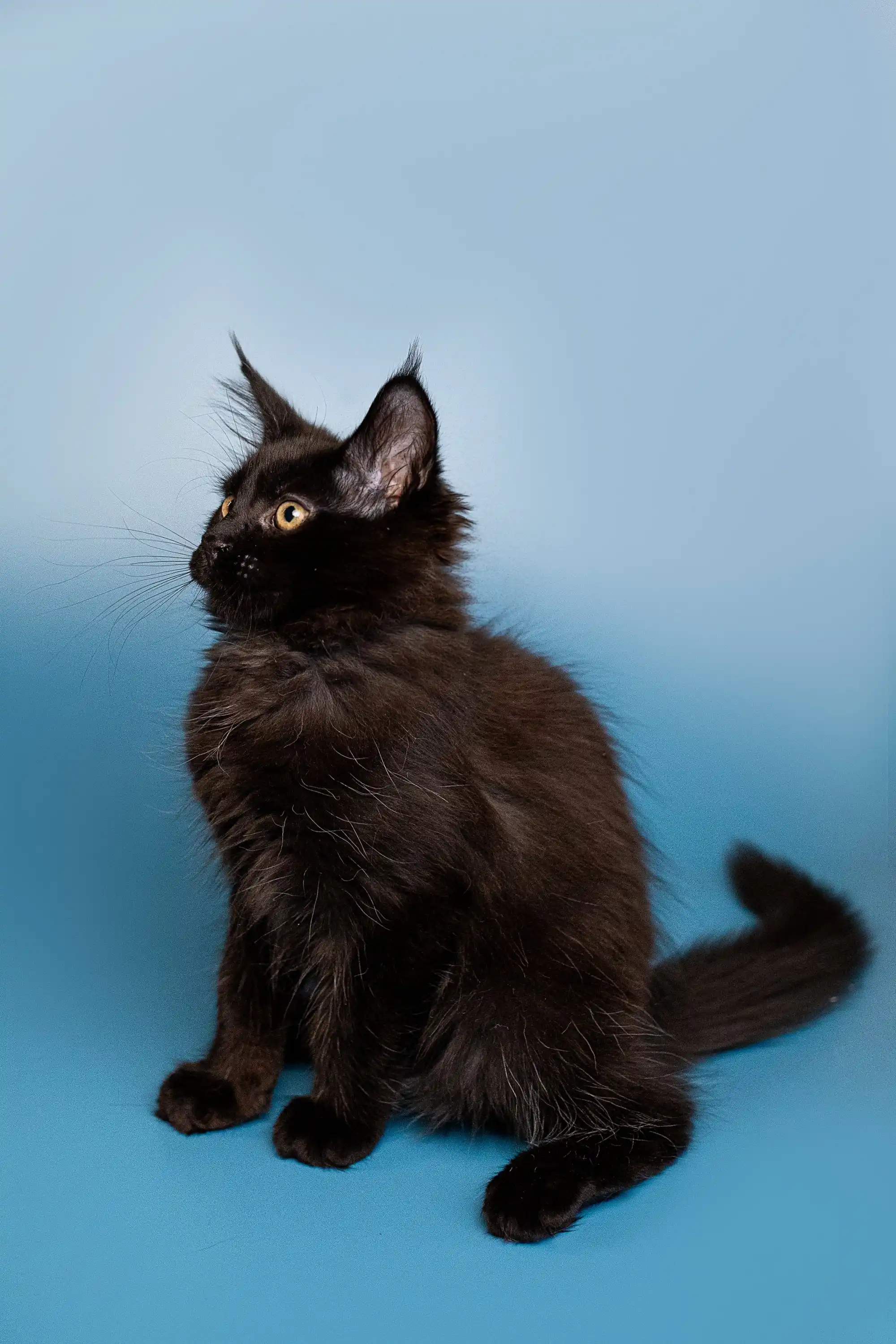 Boxer | Maine Coon Kitten - Image 20