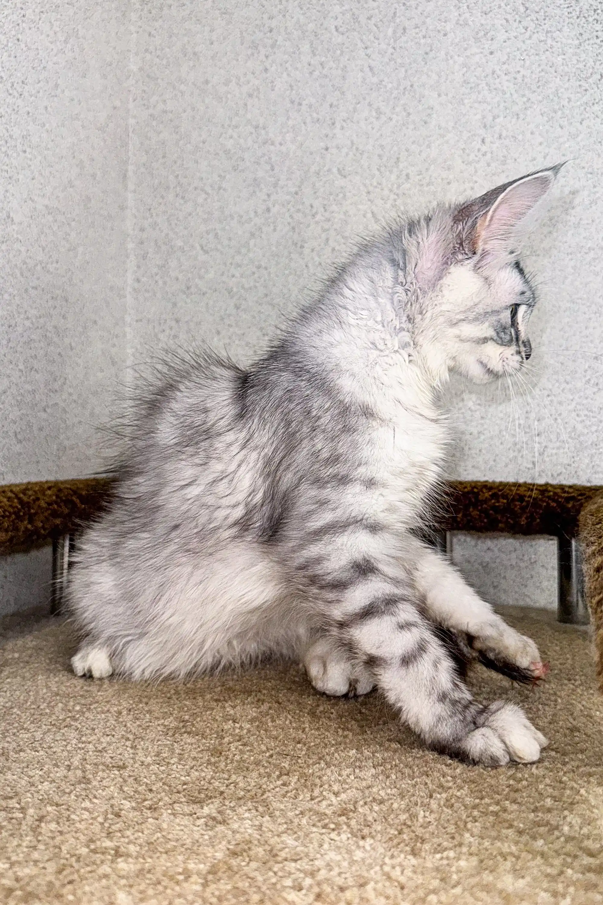Braila | Maine Coon Kitten - Image 3