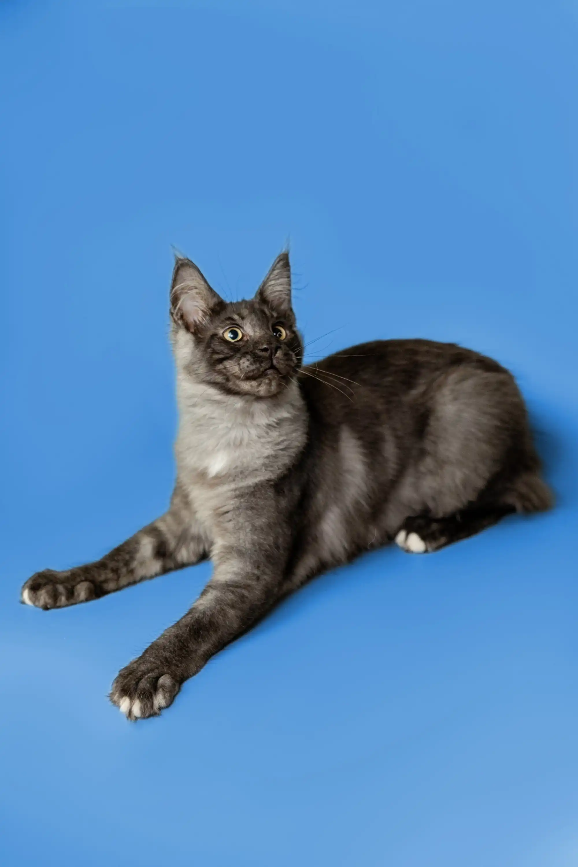 Brandon | Maine Coon Kitten - Image 11