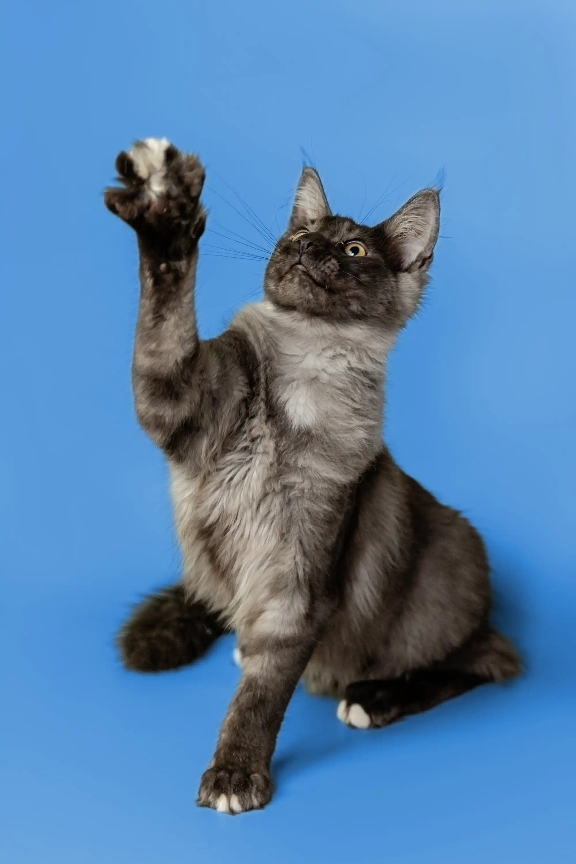 Brandon | Maine Coon Kitten - Image 12