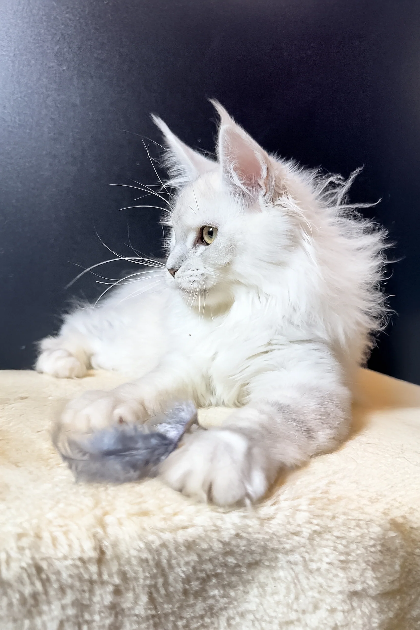 Brandy | Maine Coon Kitten - Image 4