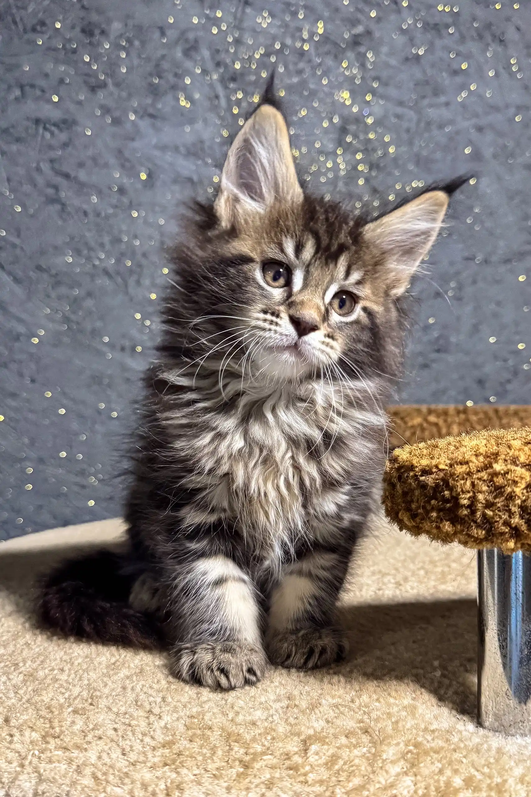 Brenda | Maine Coon Kitten - Image 4