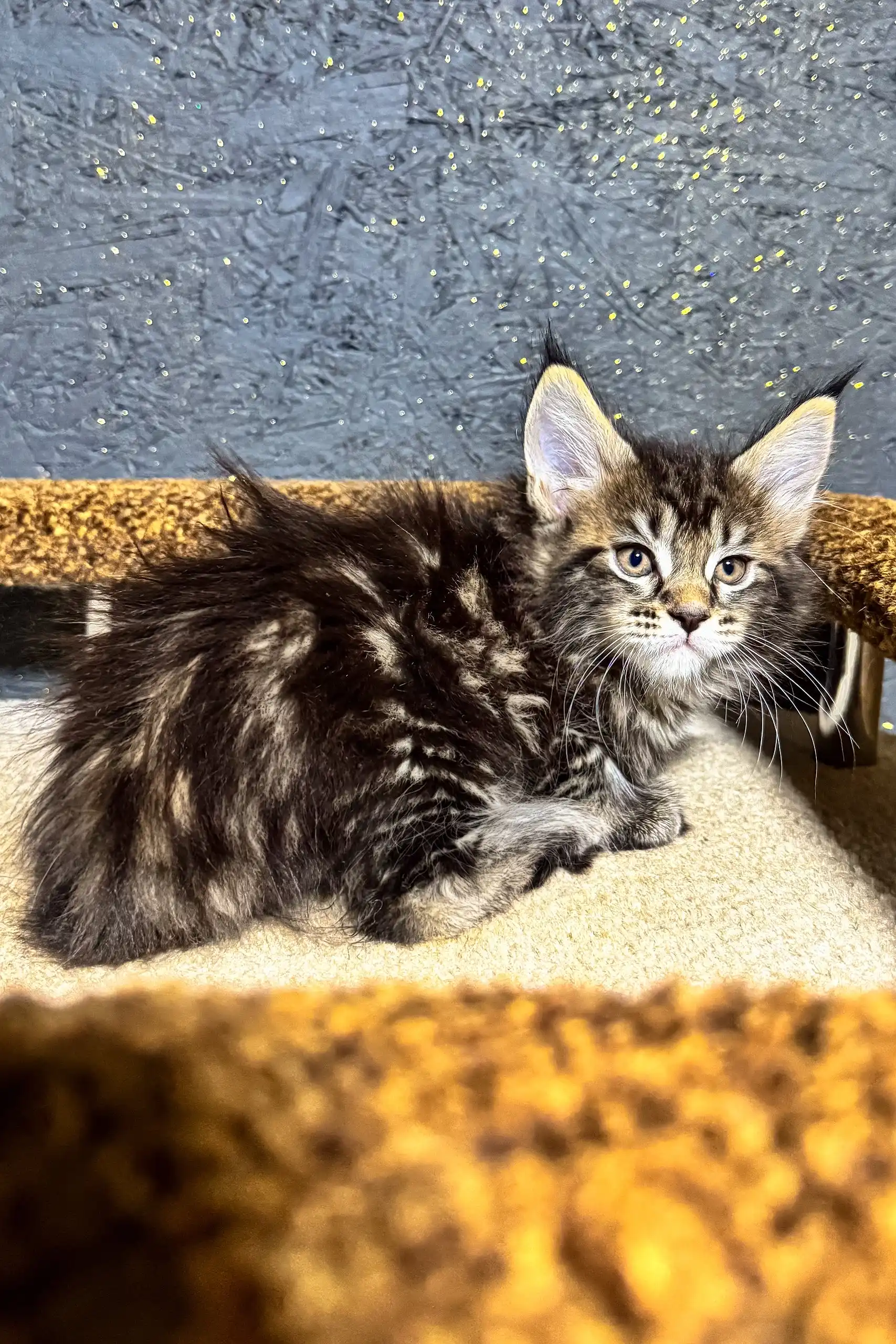 Brenda | Maine Coon Kitten - Image 6