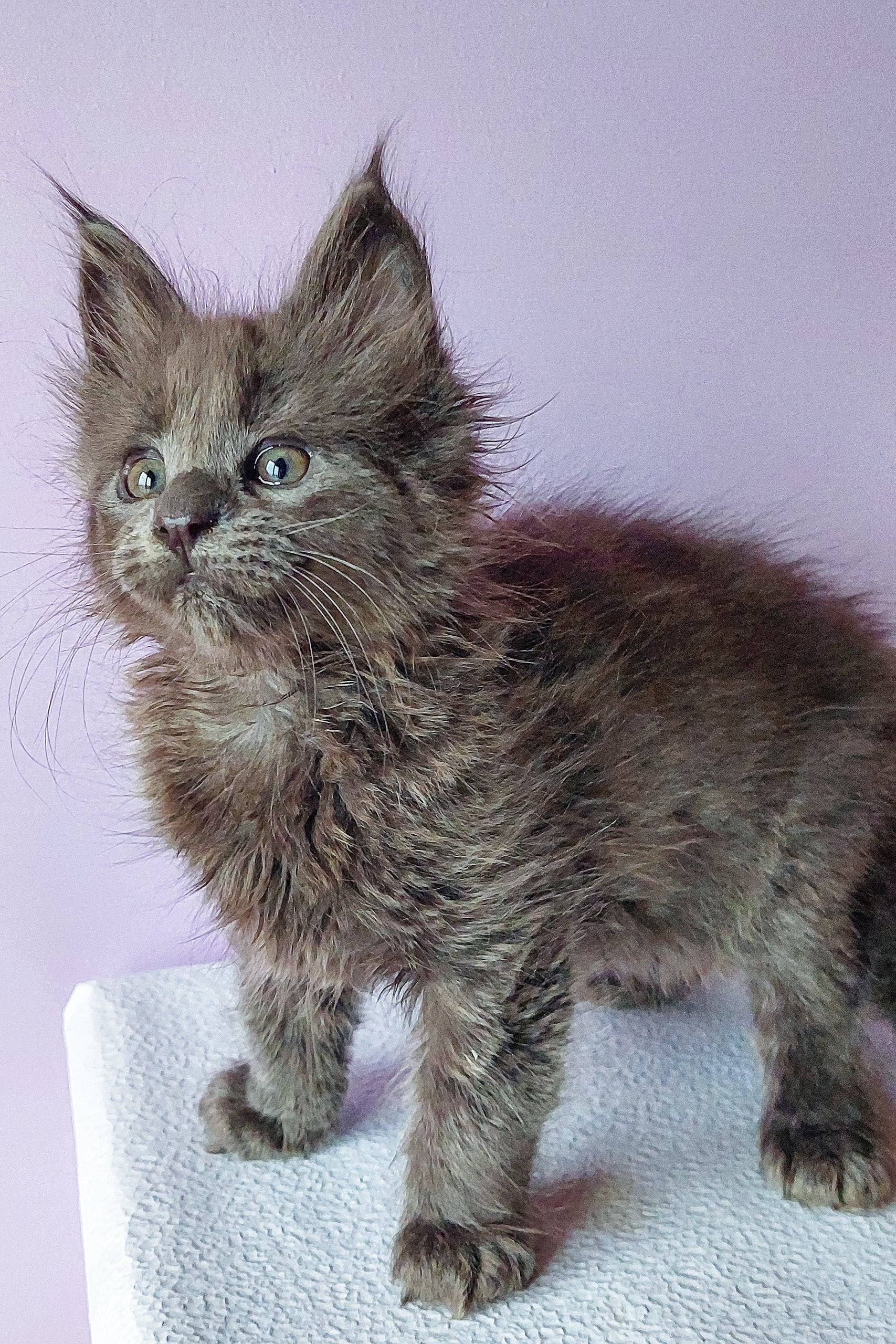 Brian | Maine Coon Kitten - Image 4