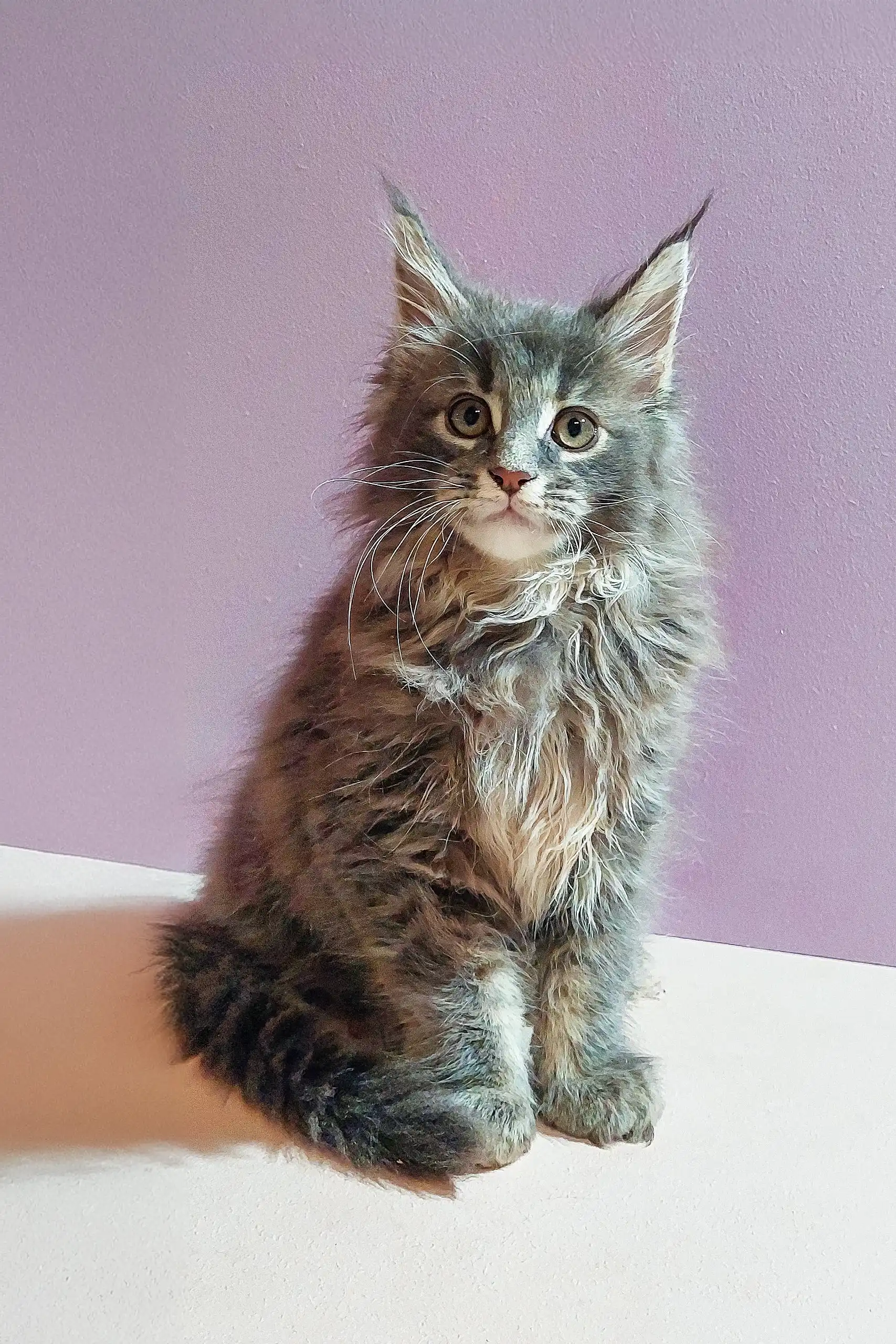Brit | Maine Coon Kitten - Image 2