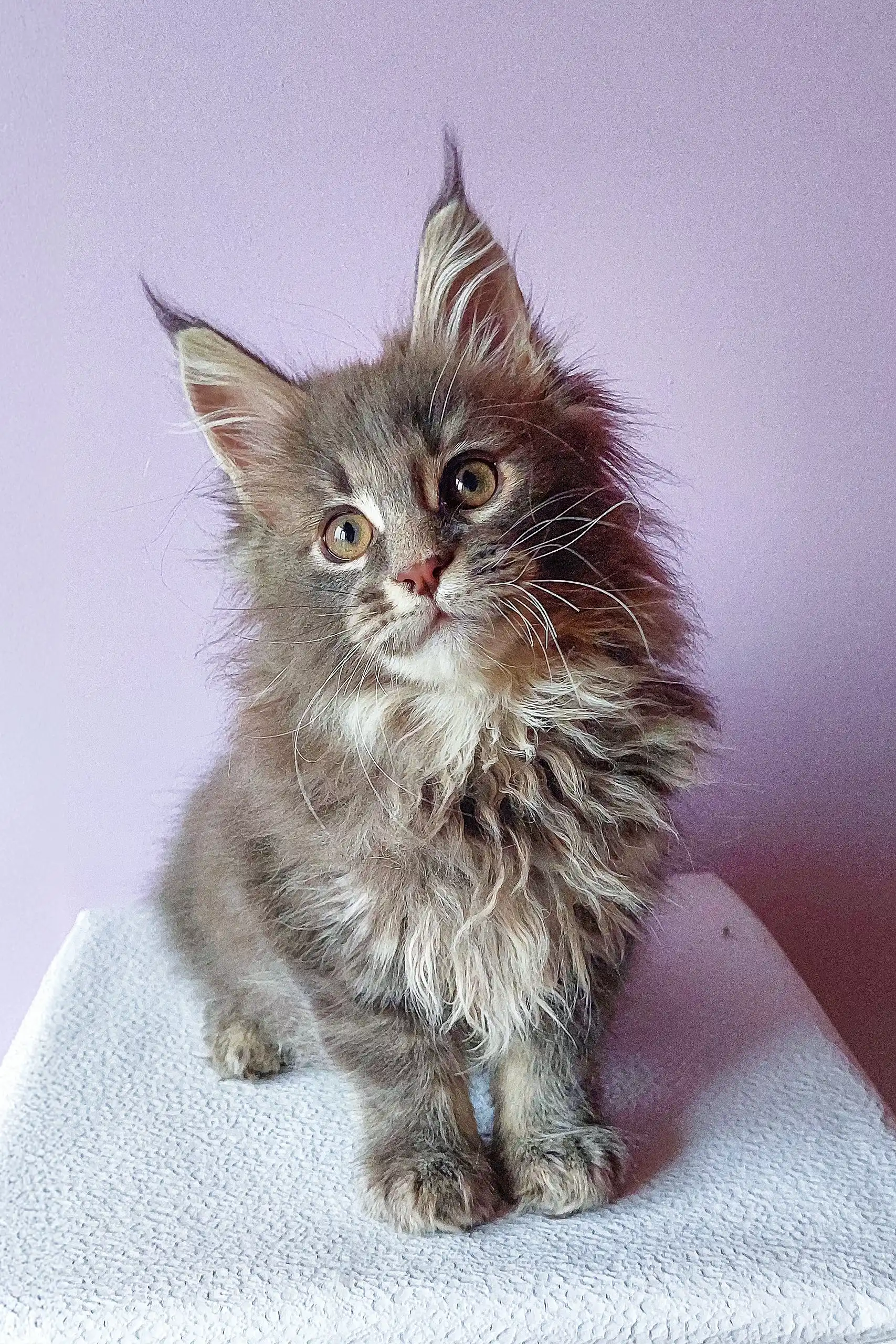 Brit | Maine Coon Kitten - Image 7