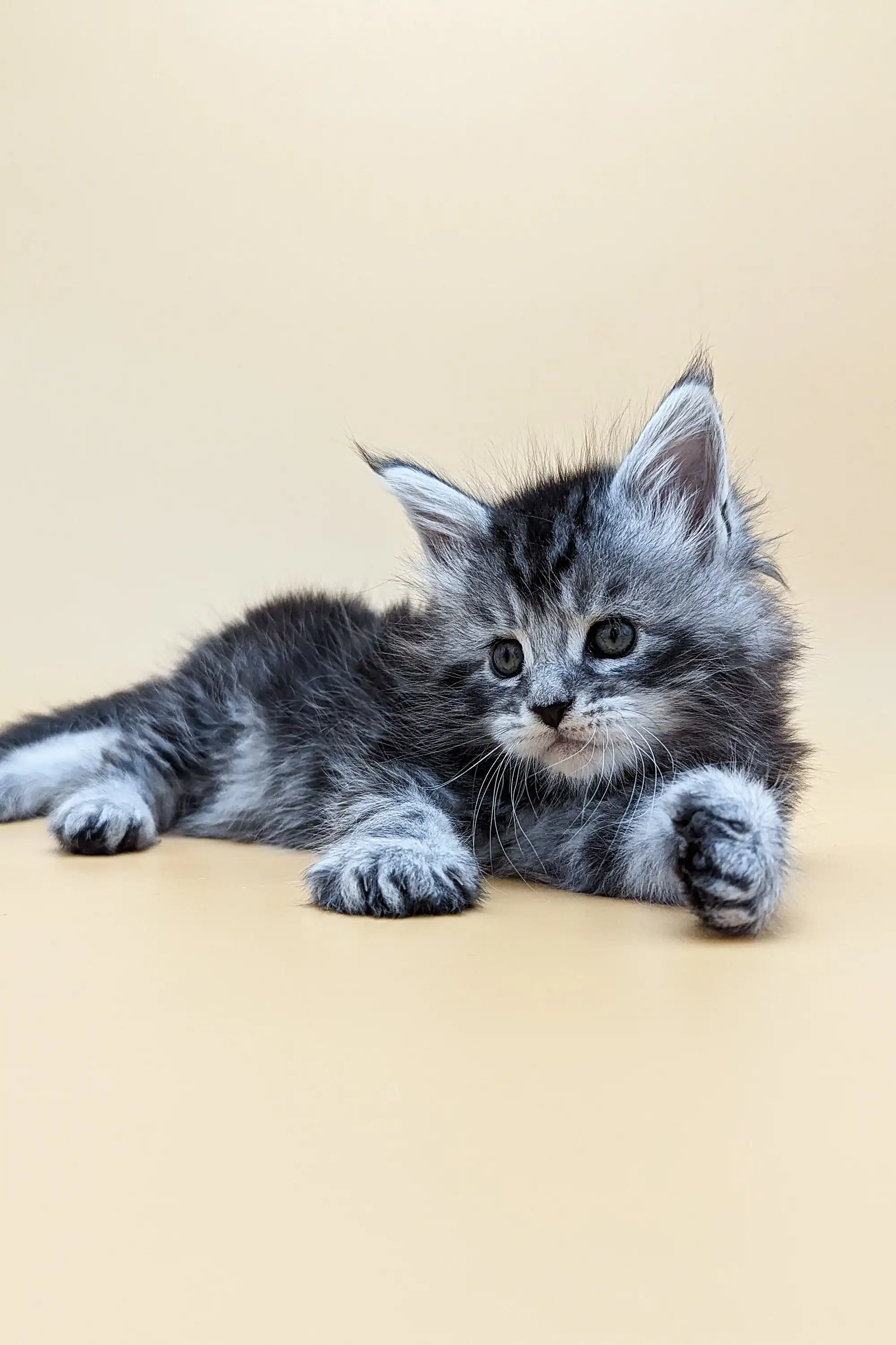 Britney | Maine Coon Kitten - Image 10