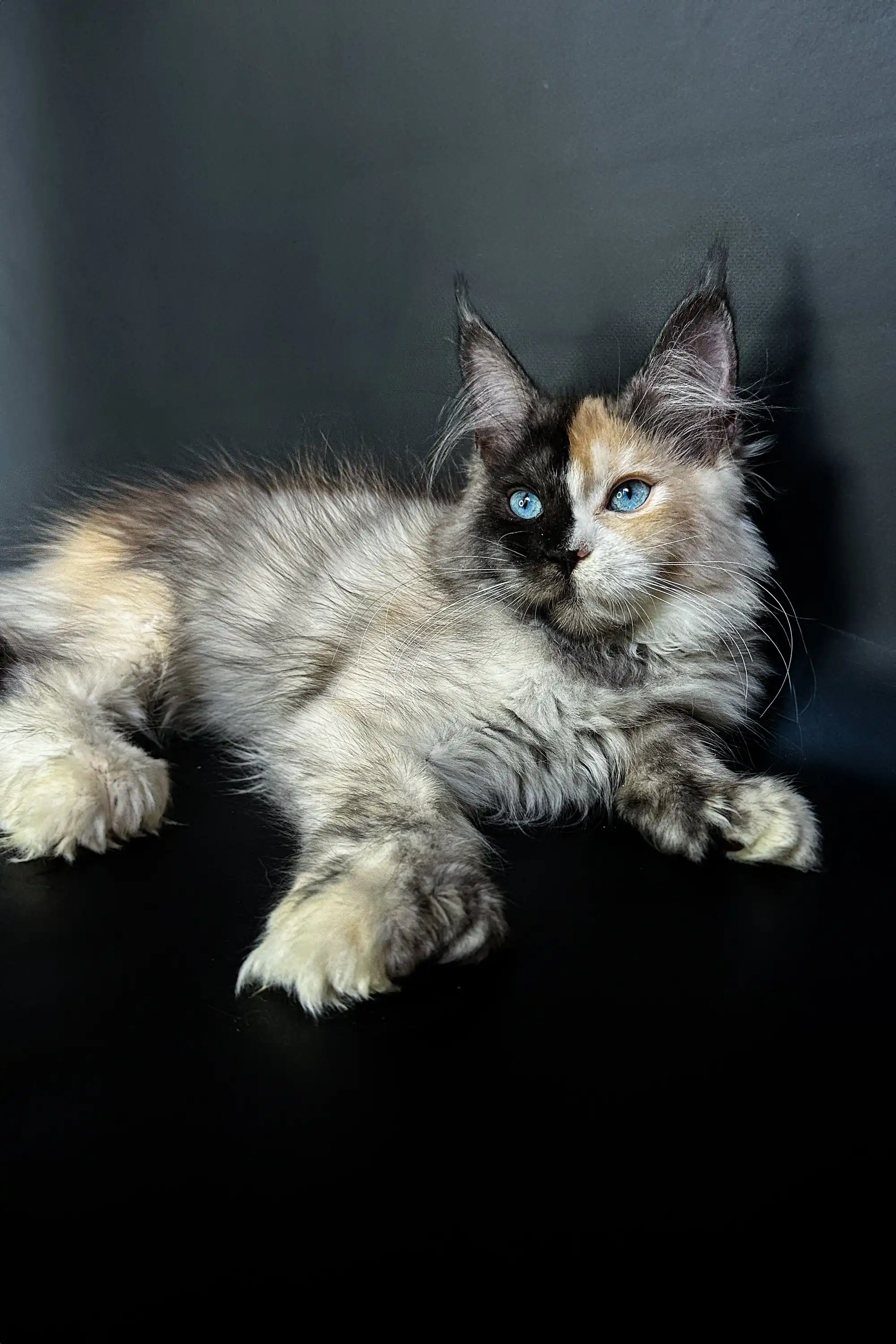 Britney | Polydactyl Maine Coon - Image 3