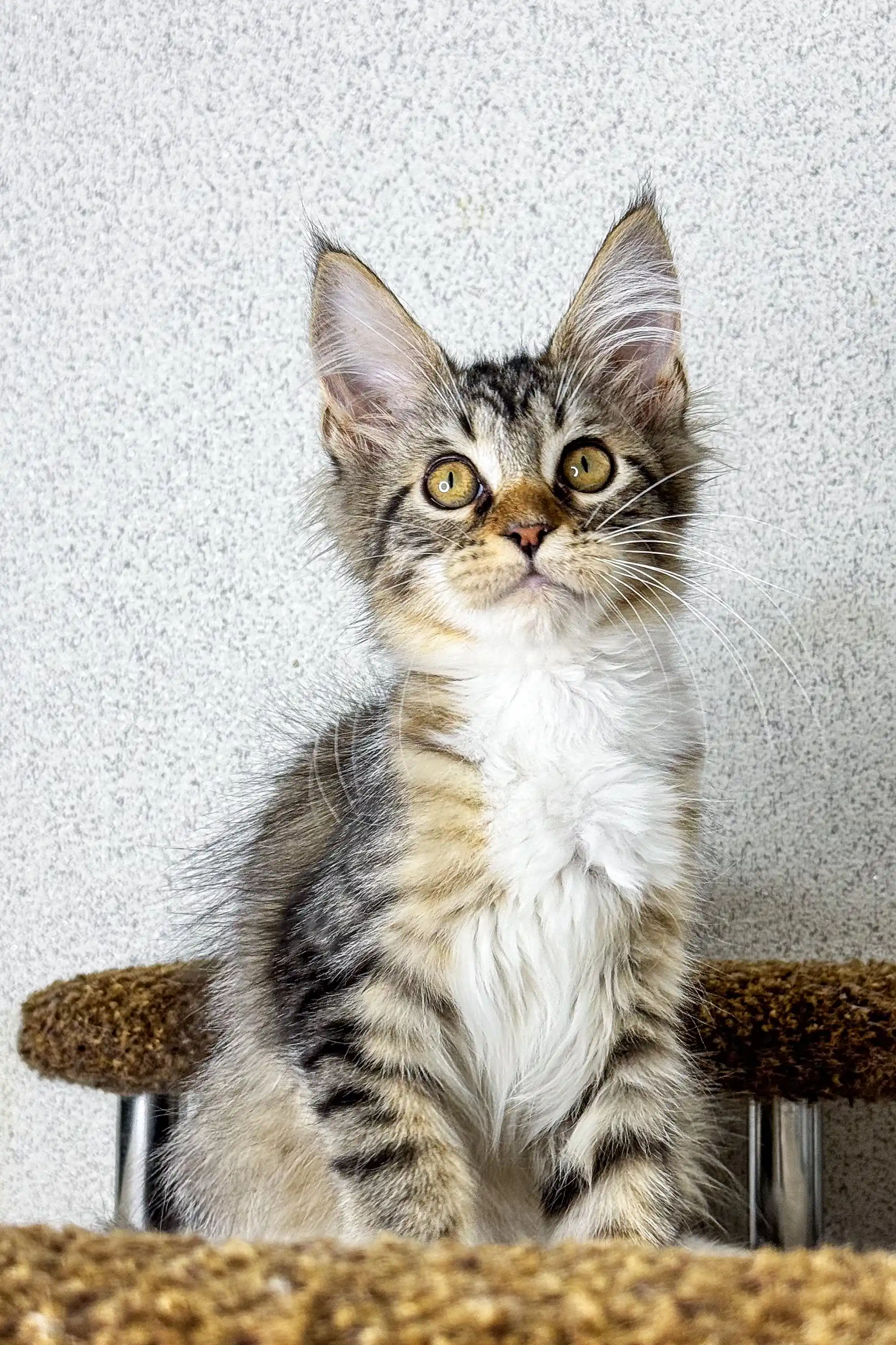 Britni | Maine Coon Kitten - Image 3