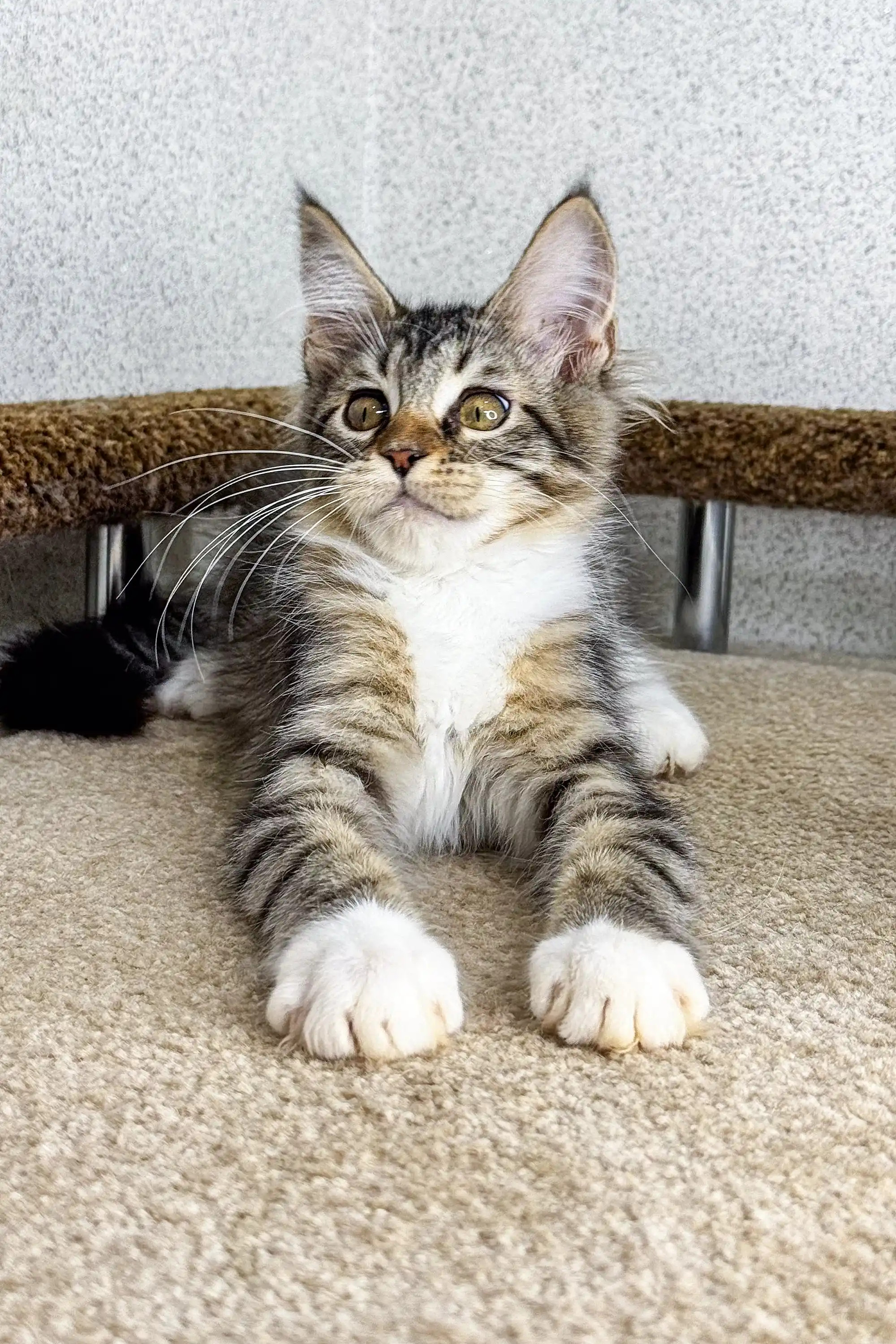 Britni | Maine Coon Kitten - Image 4