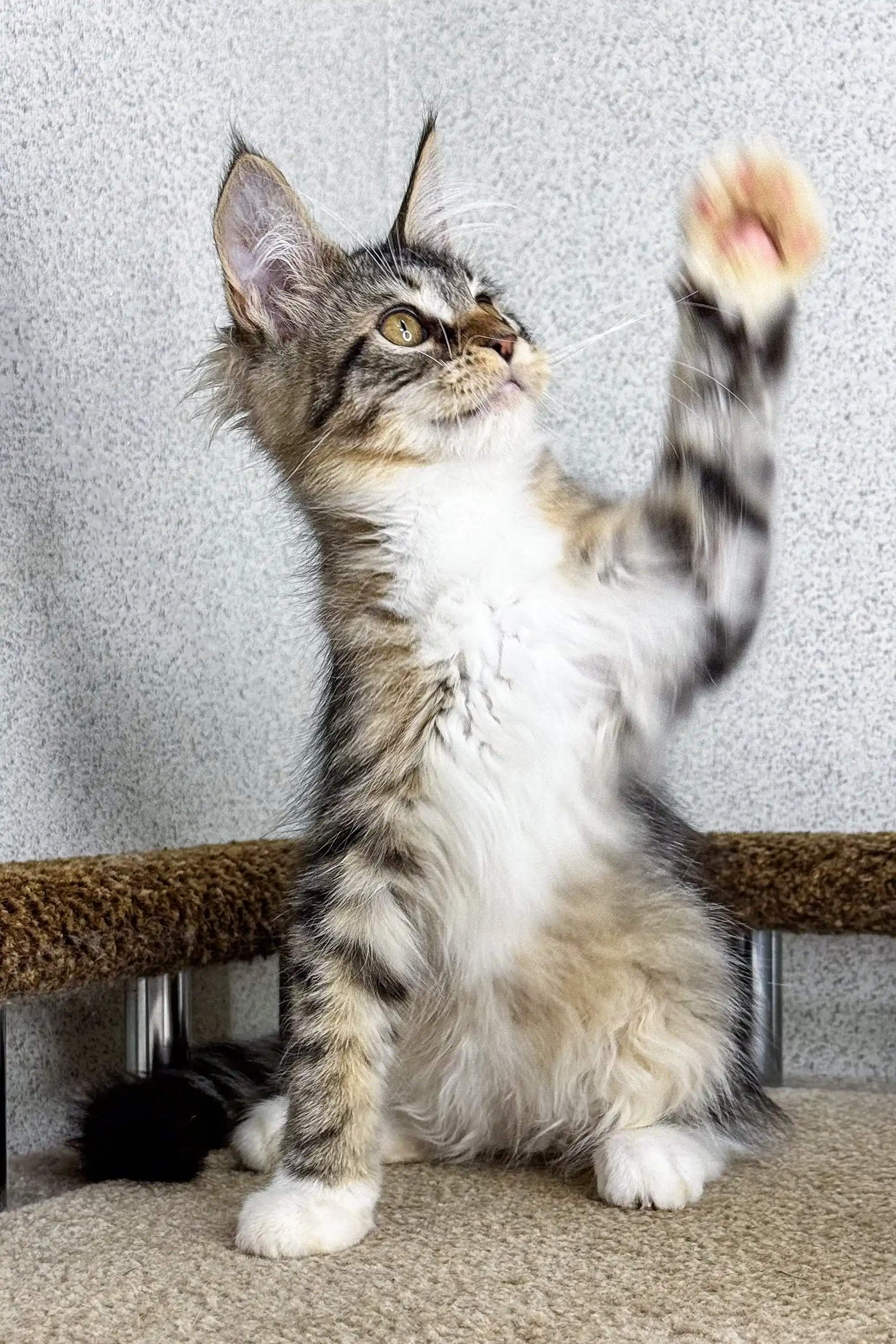 Britni | Maine Coon Kitten - Image 7
