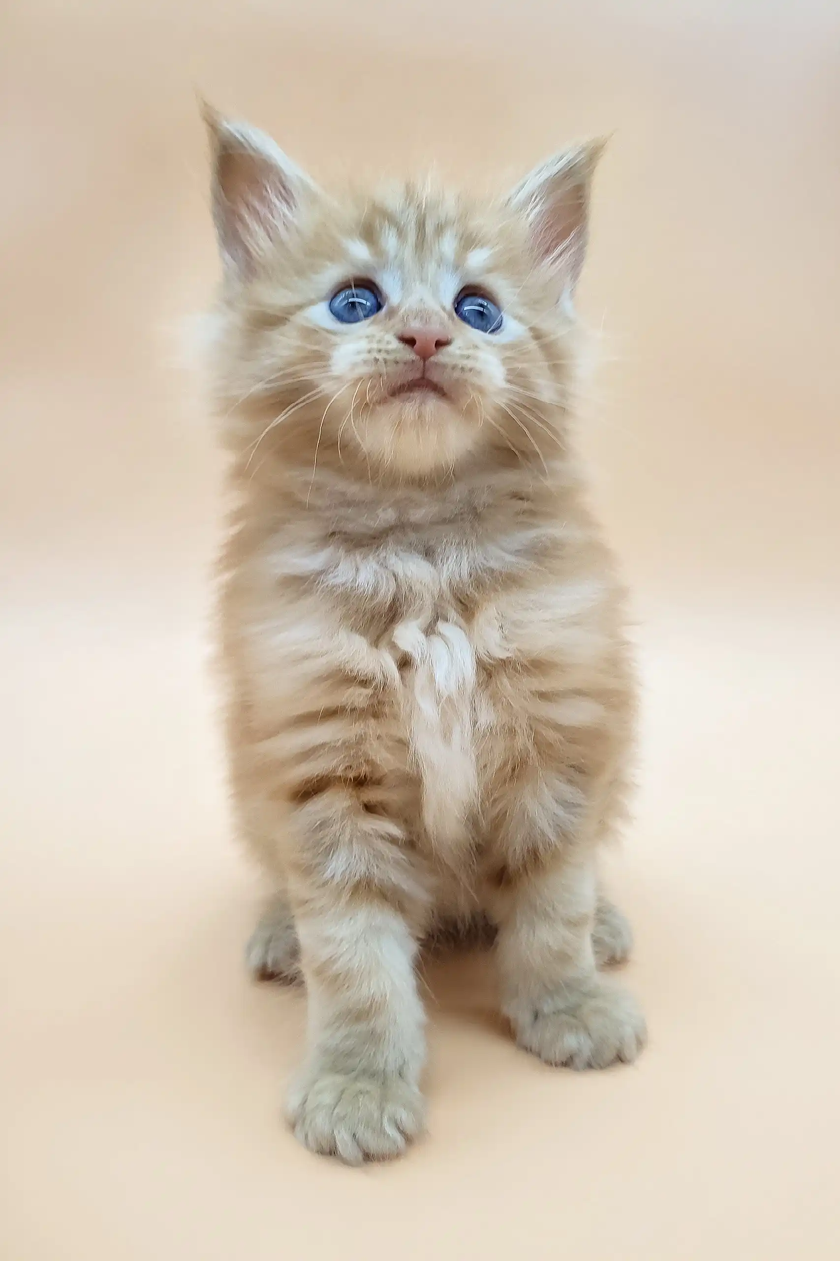 Brizel | Maine Coon Kitten - Image 3