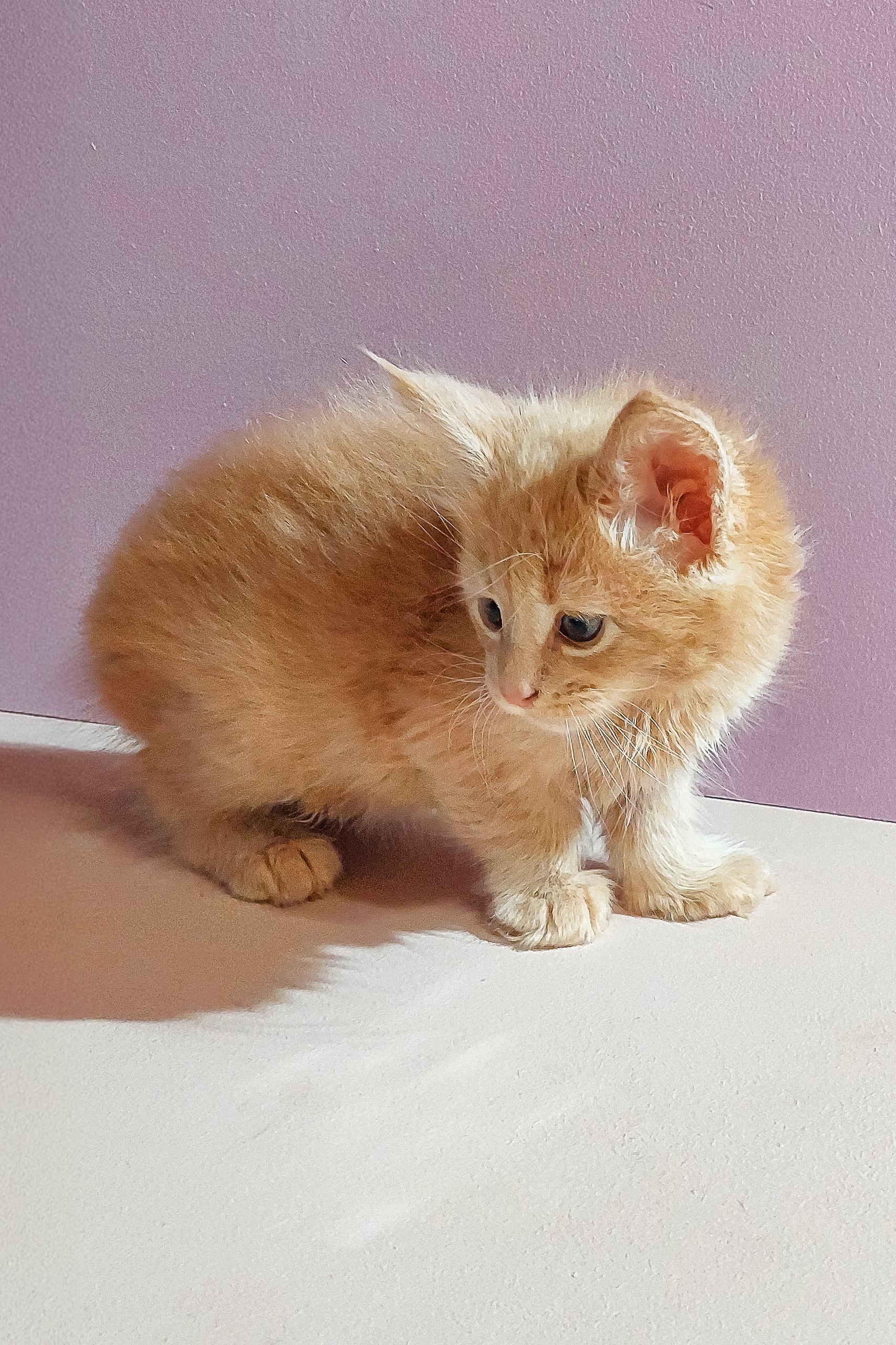 Bro | Maine Coon Kitten - Image 3