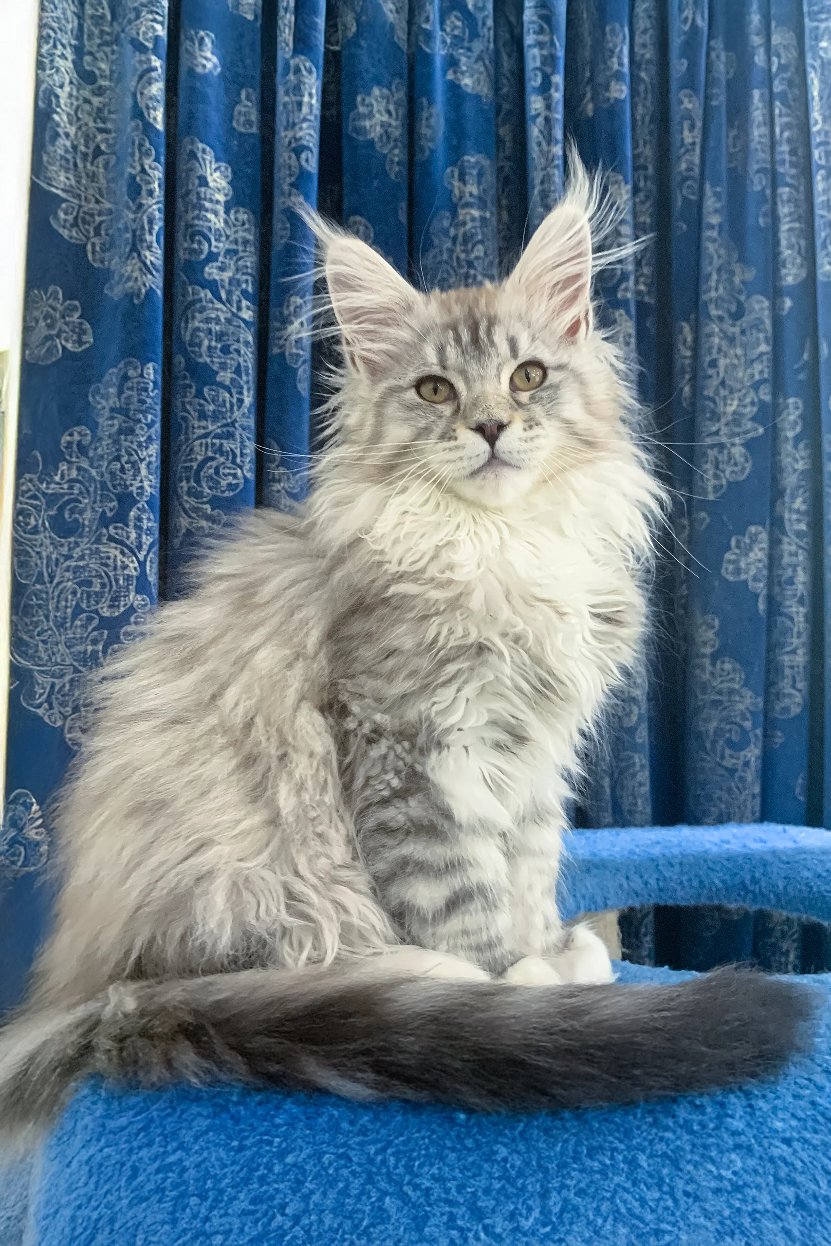 Brooklyn | Maine Coon Kitten - Image 8