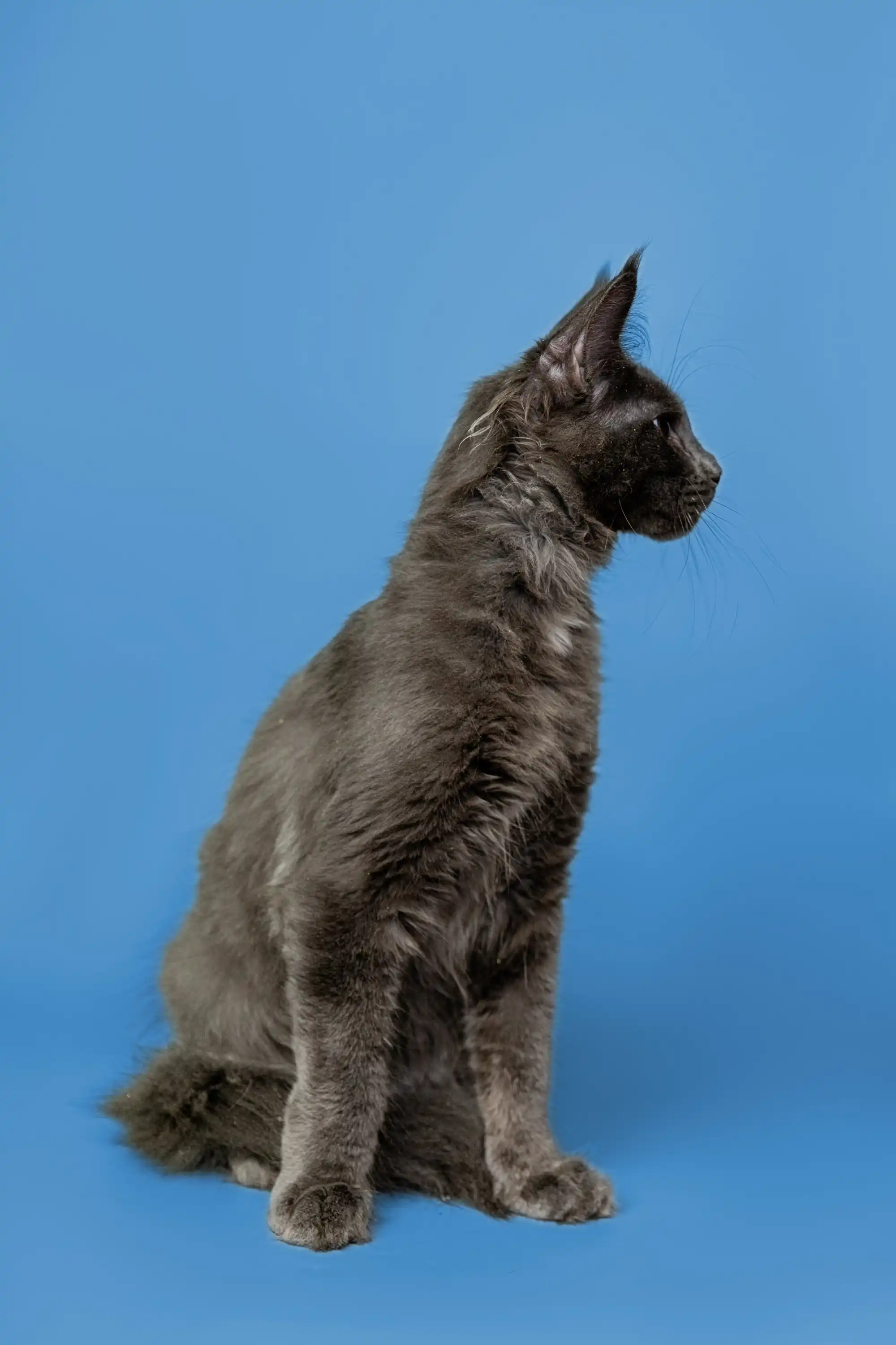 Brooklyn | Maine Coon Kitten - Image 10