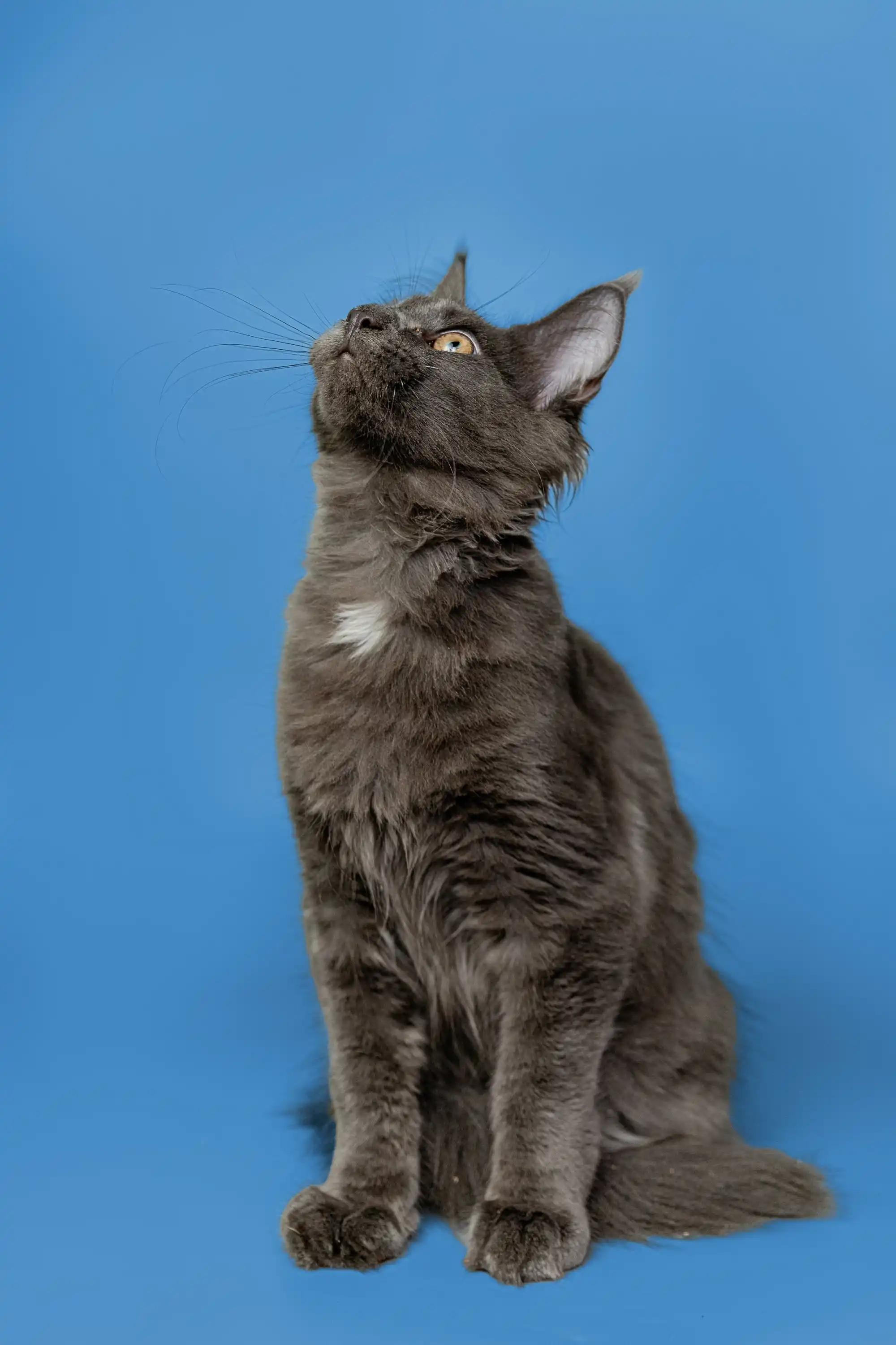 Brooklyn | Maine Coon Kitten - Image 12