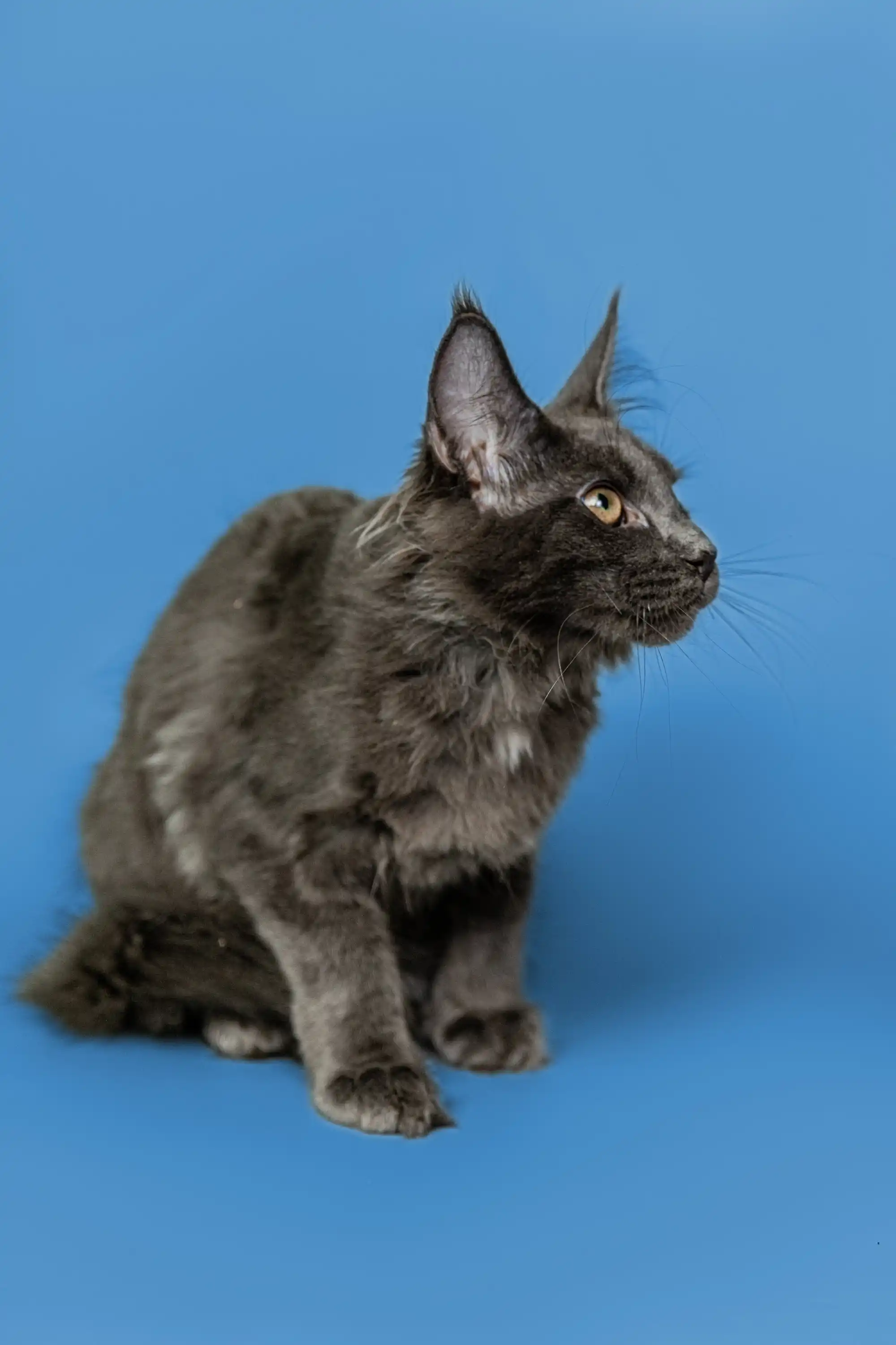 Brooklyn | Maine Coon Kitten - Image 8