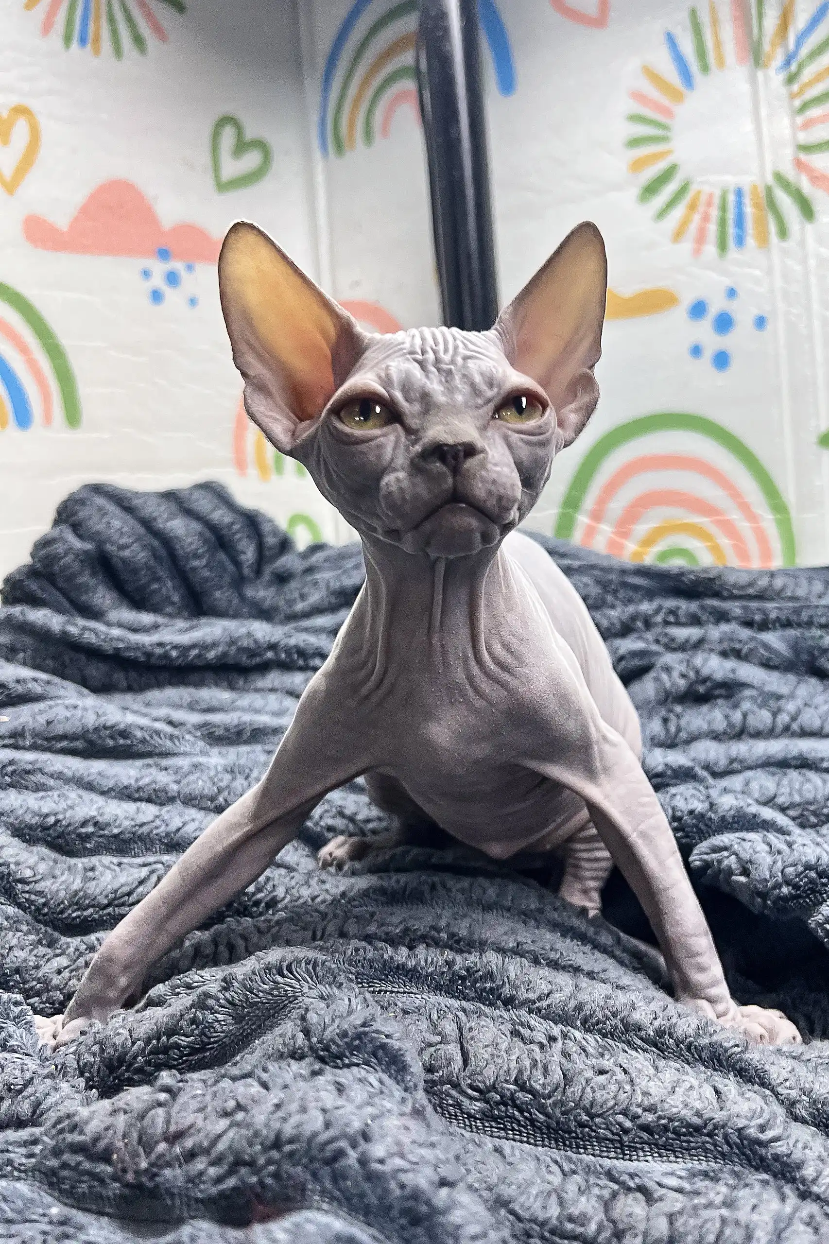 Bruno | Canadian Sphynx Kitten - Image 3