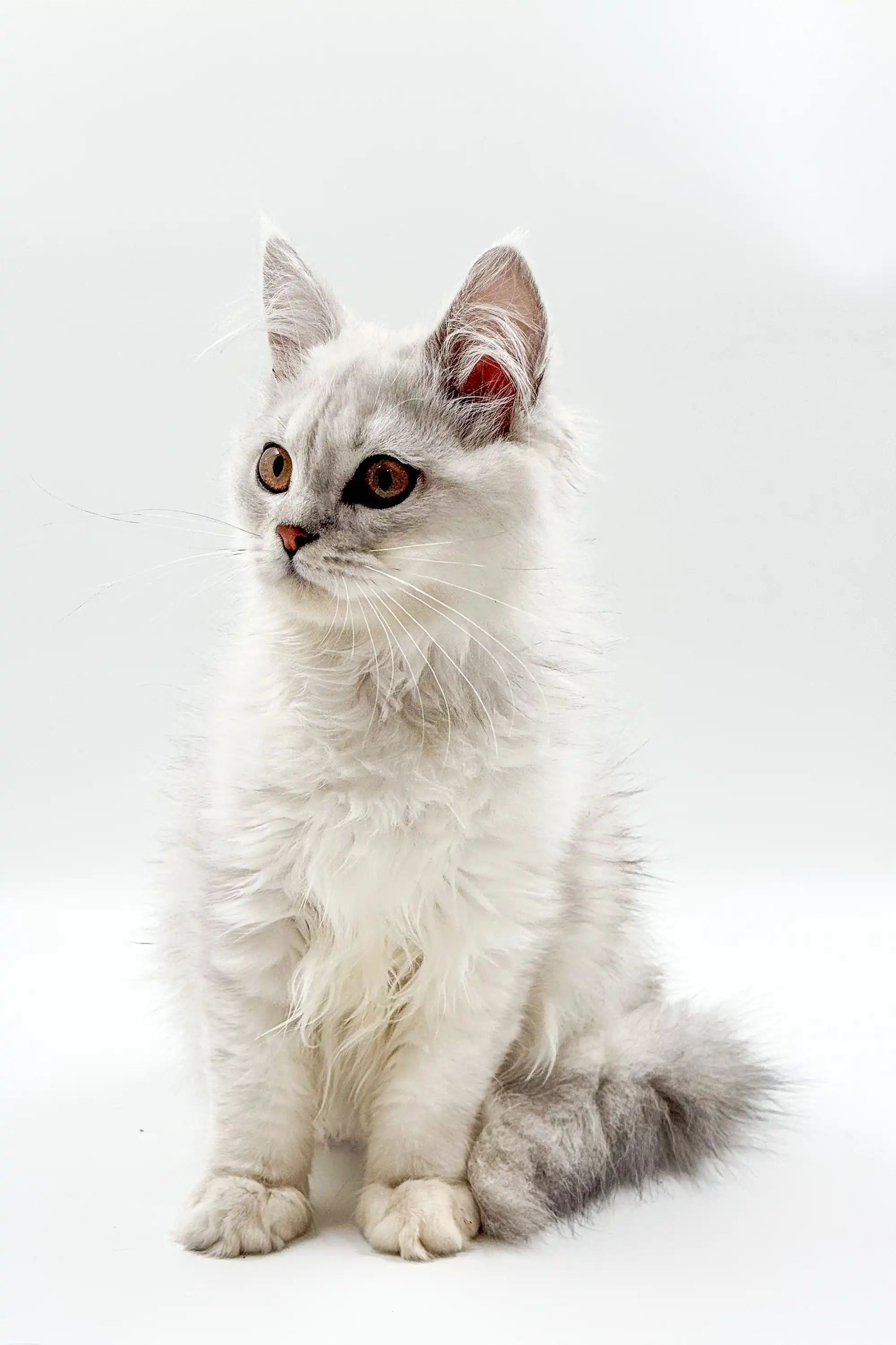 Bruno | Maine Coon Kitten - Image 4