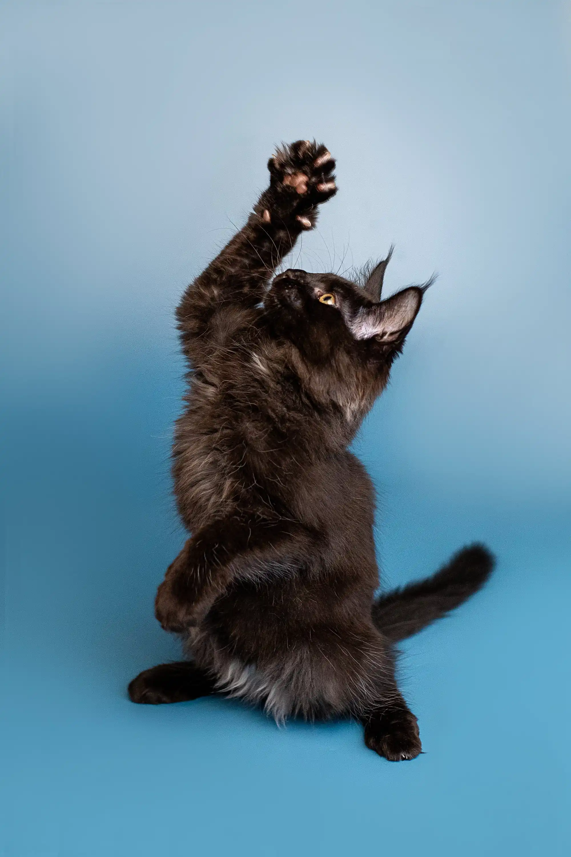 Bryx | Maine Coon Kitten - Image 15