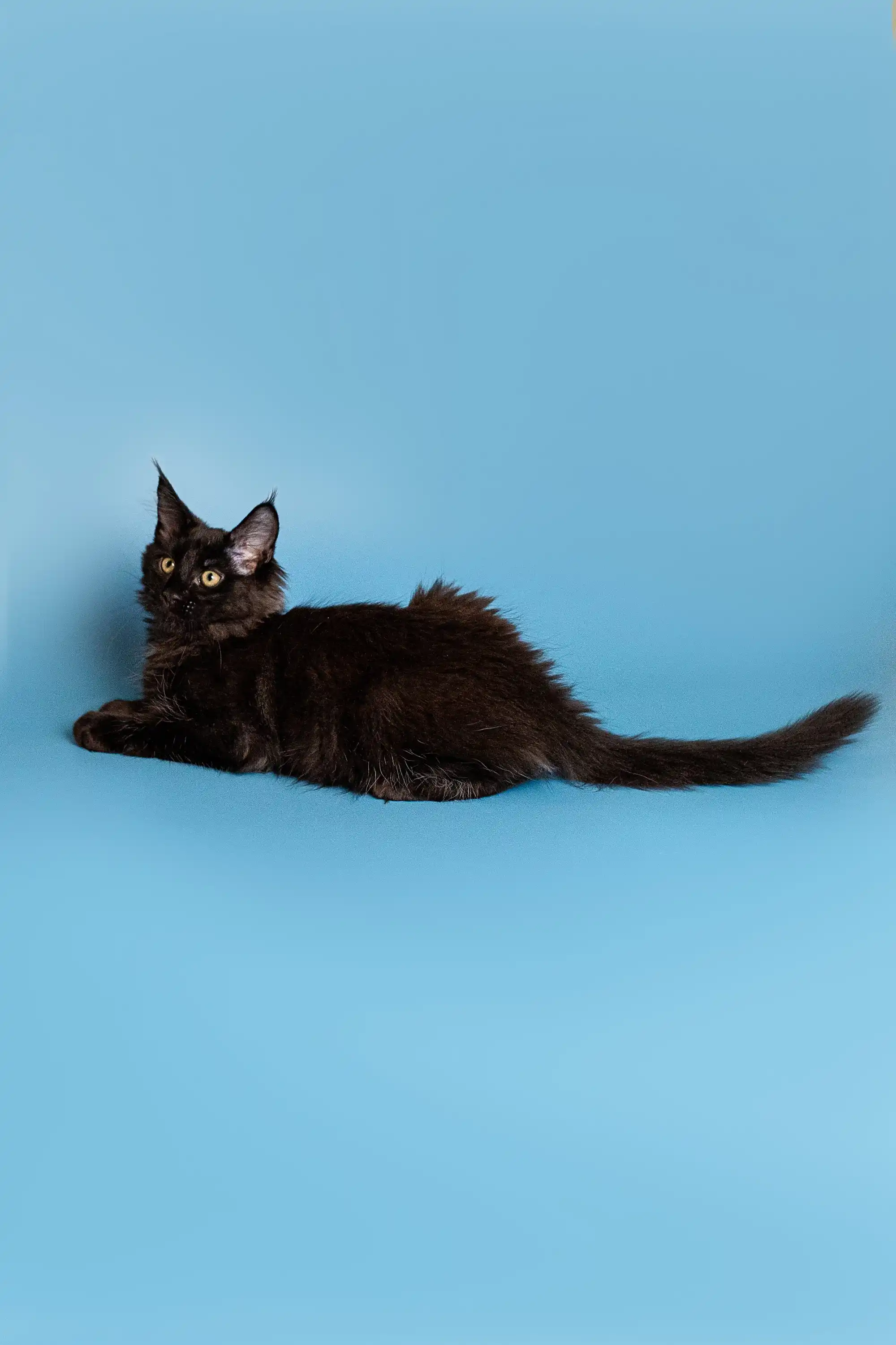 Bryx | Maine Coon Kitten - Image 23