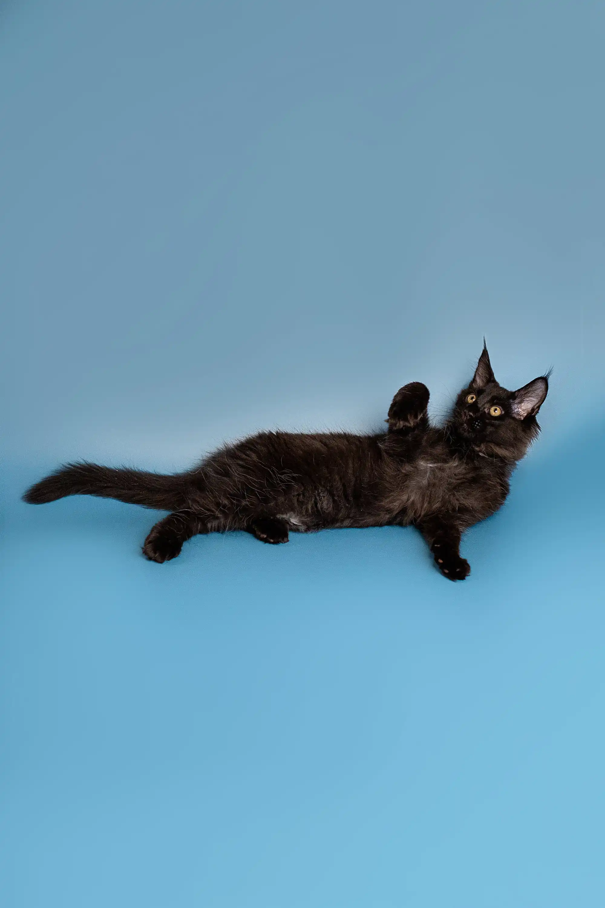 Bryx | Maine Coon Kitten - Image 25