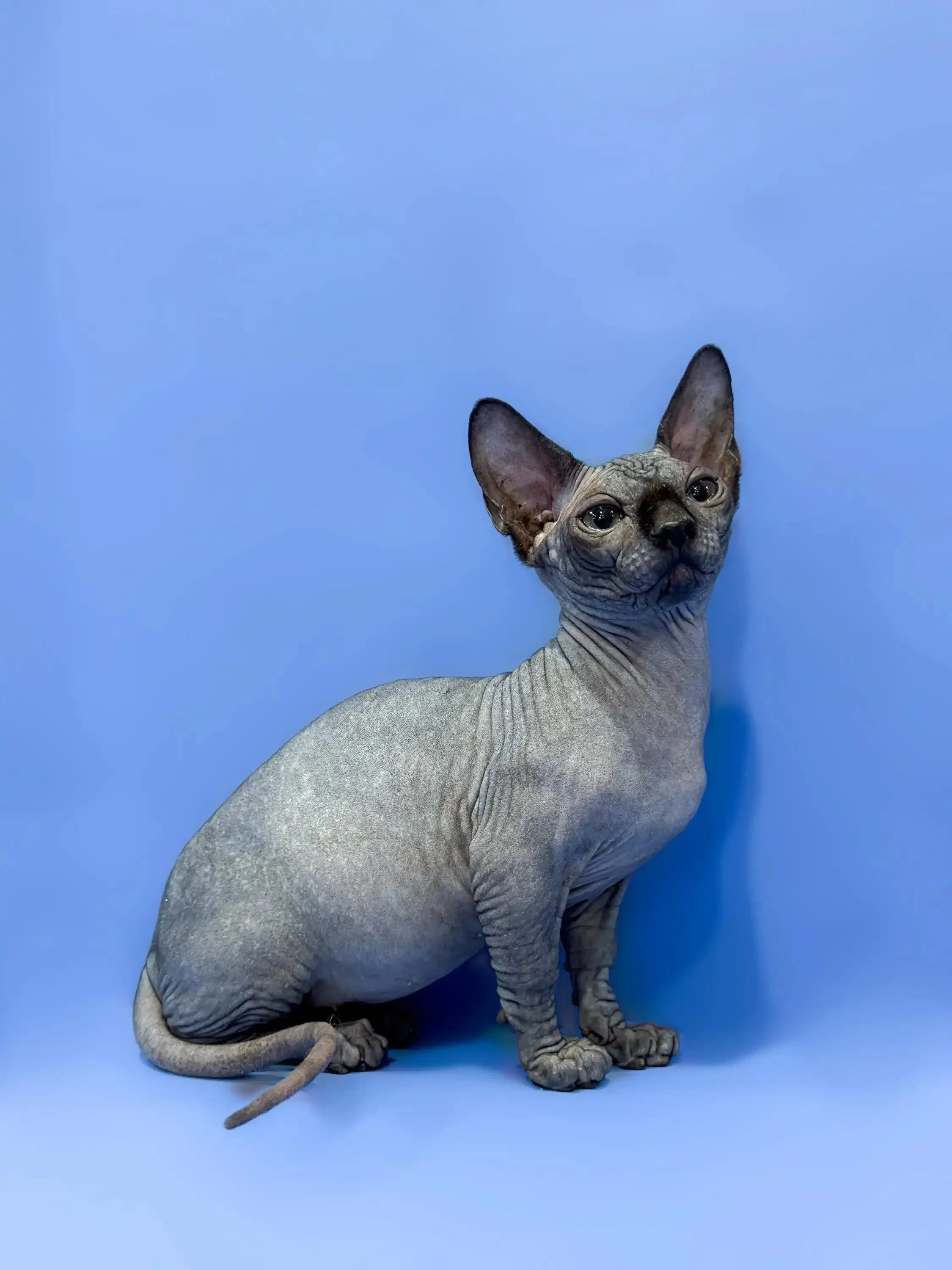 Burrito | Bambino Kitten - Image 2