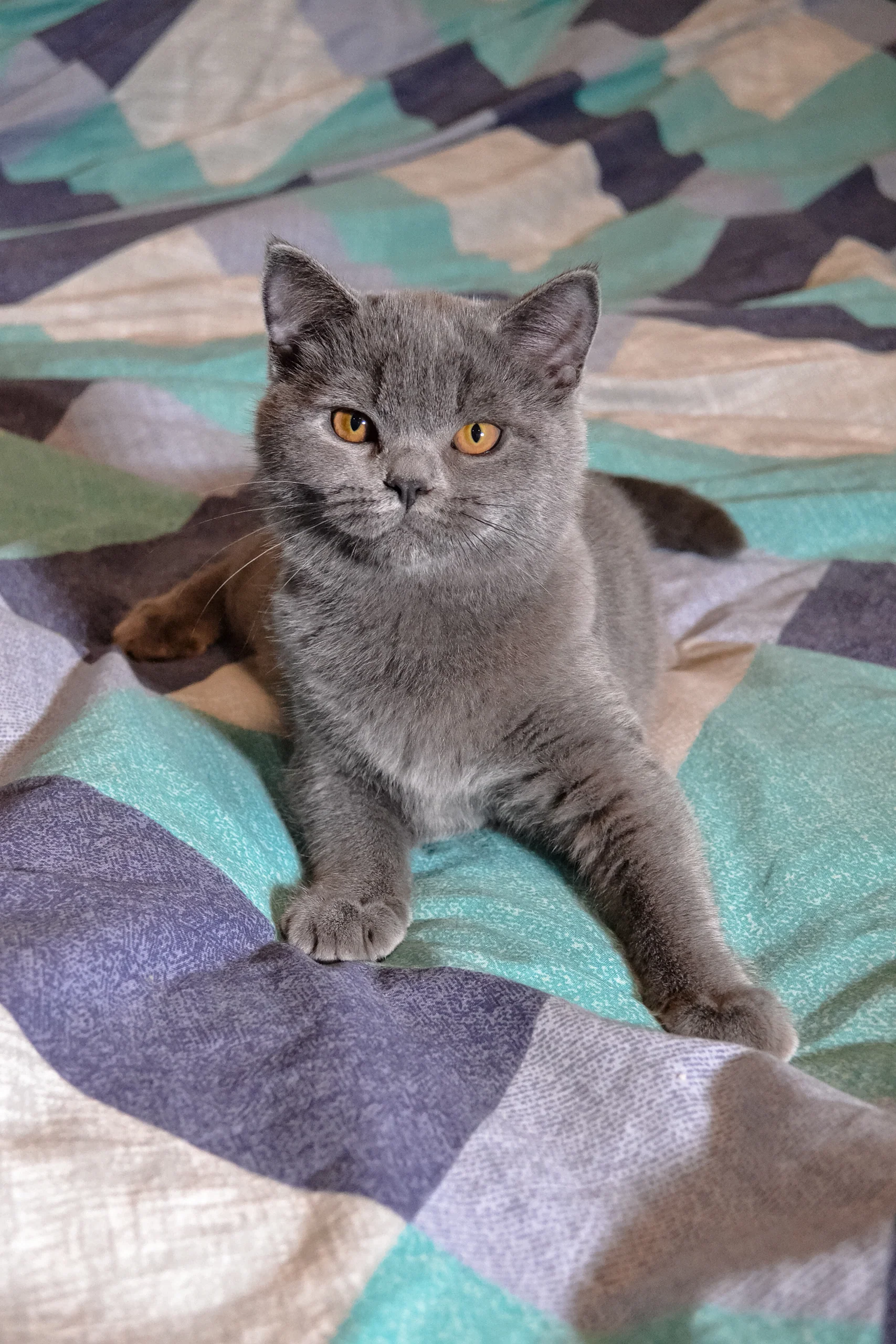 Busya | Scottish Straight Kitten - Image 2
