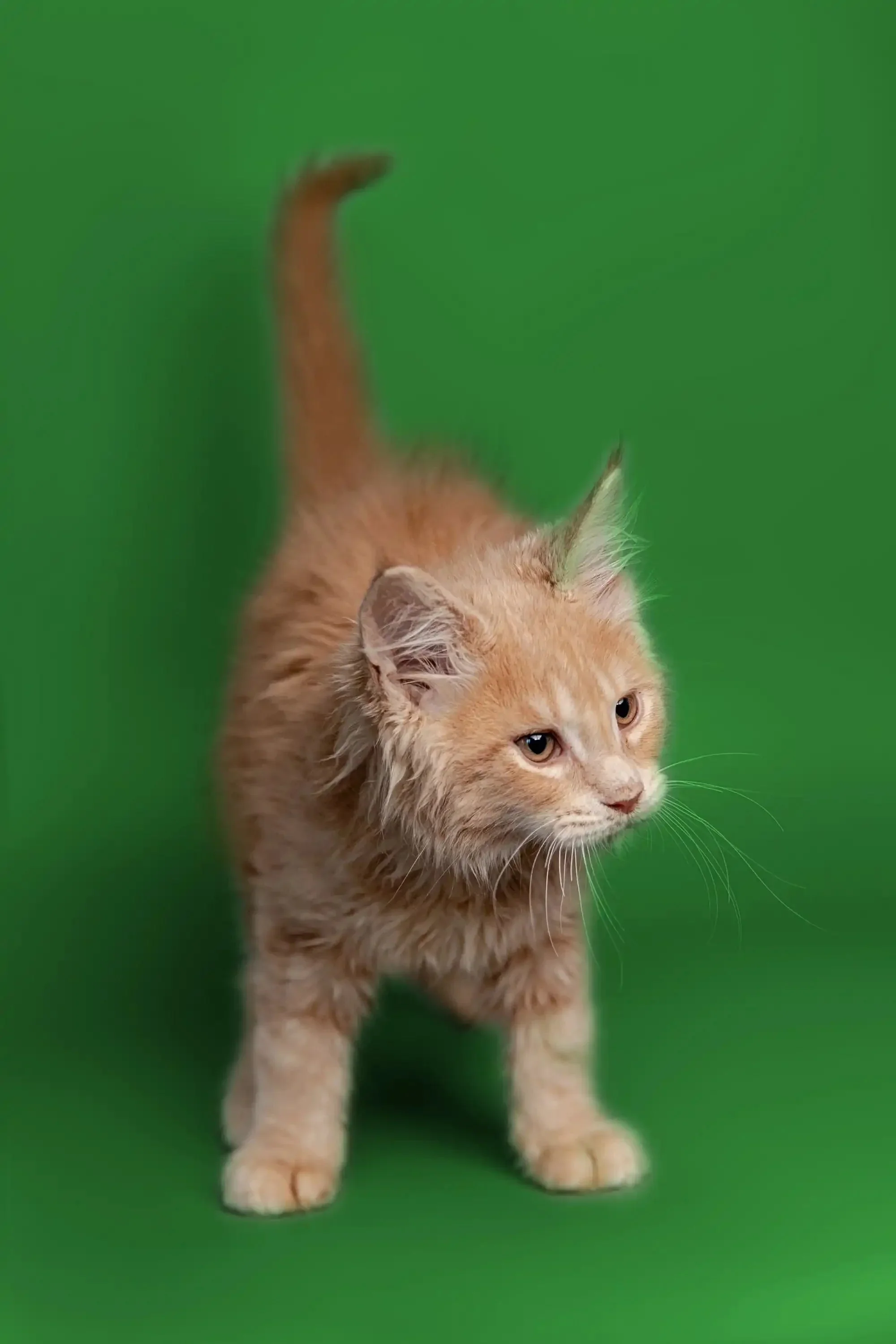 Caden | Maine Coon Kitten - Image 8