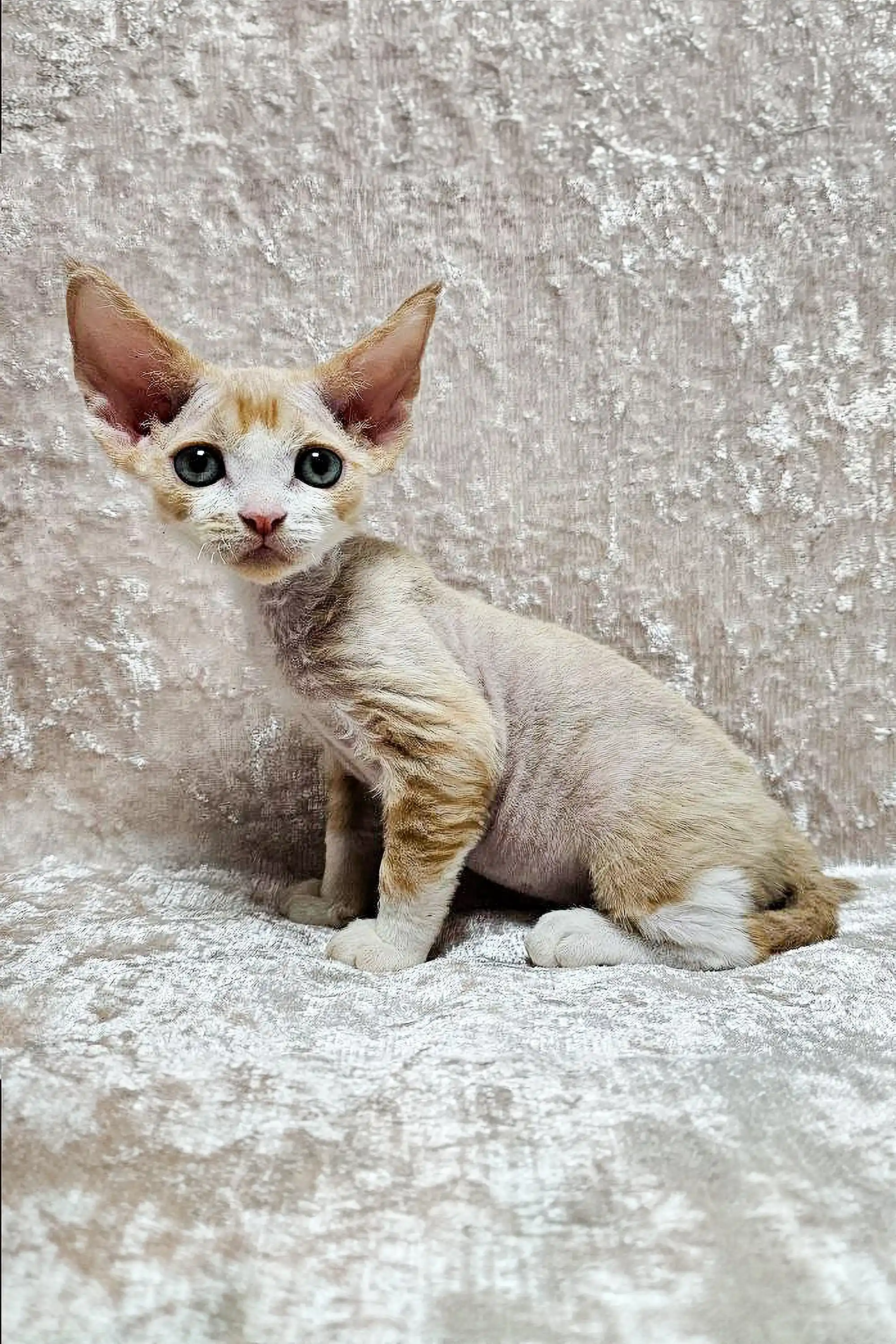 Caesar | Devon Rex Kitten - Image 3