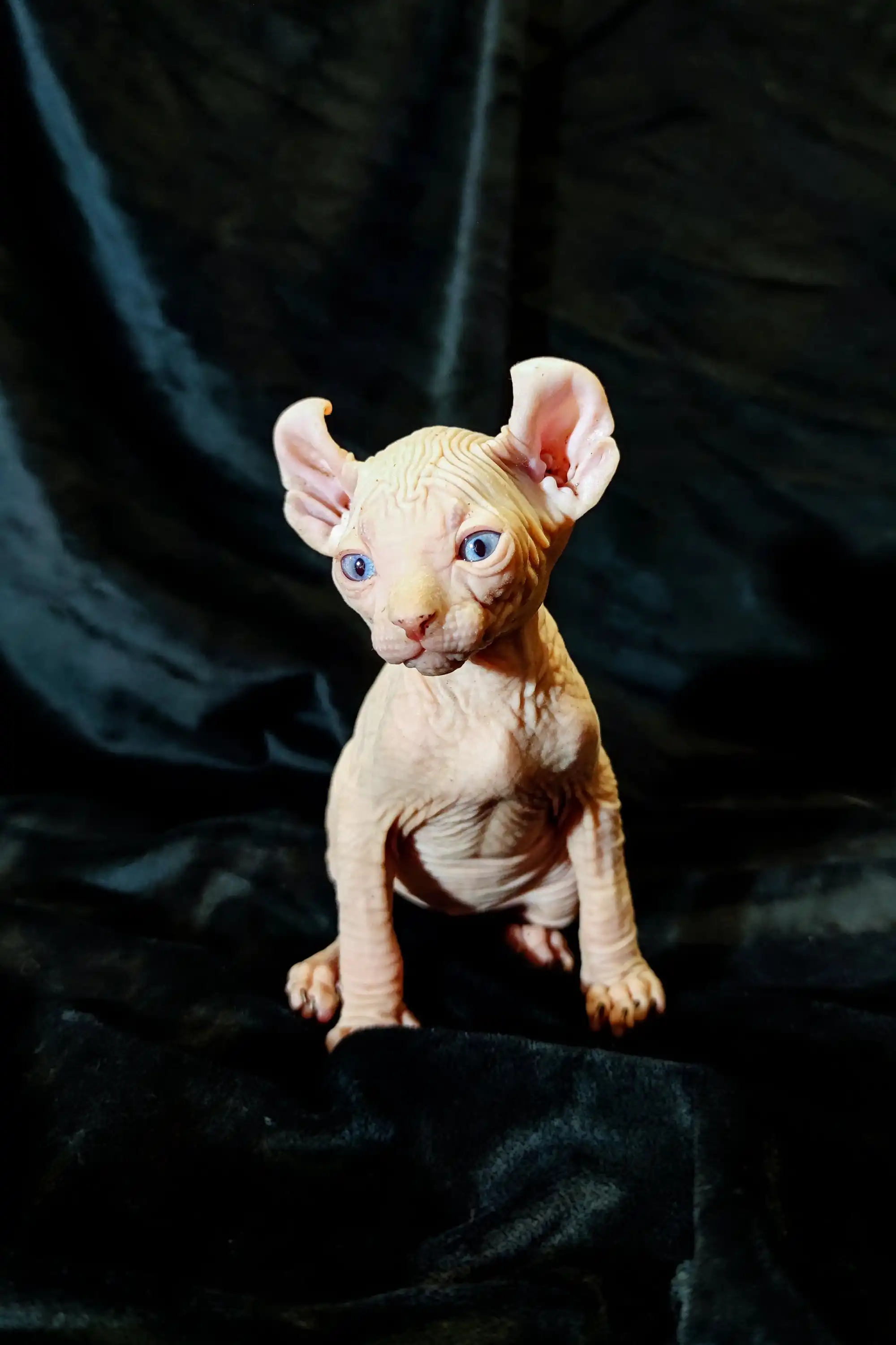 Caesar | Elf Kitten - Image 19