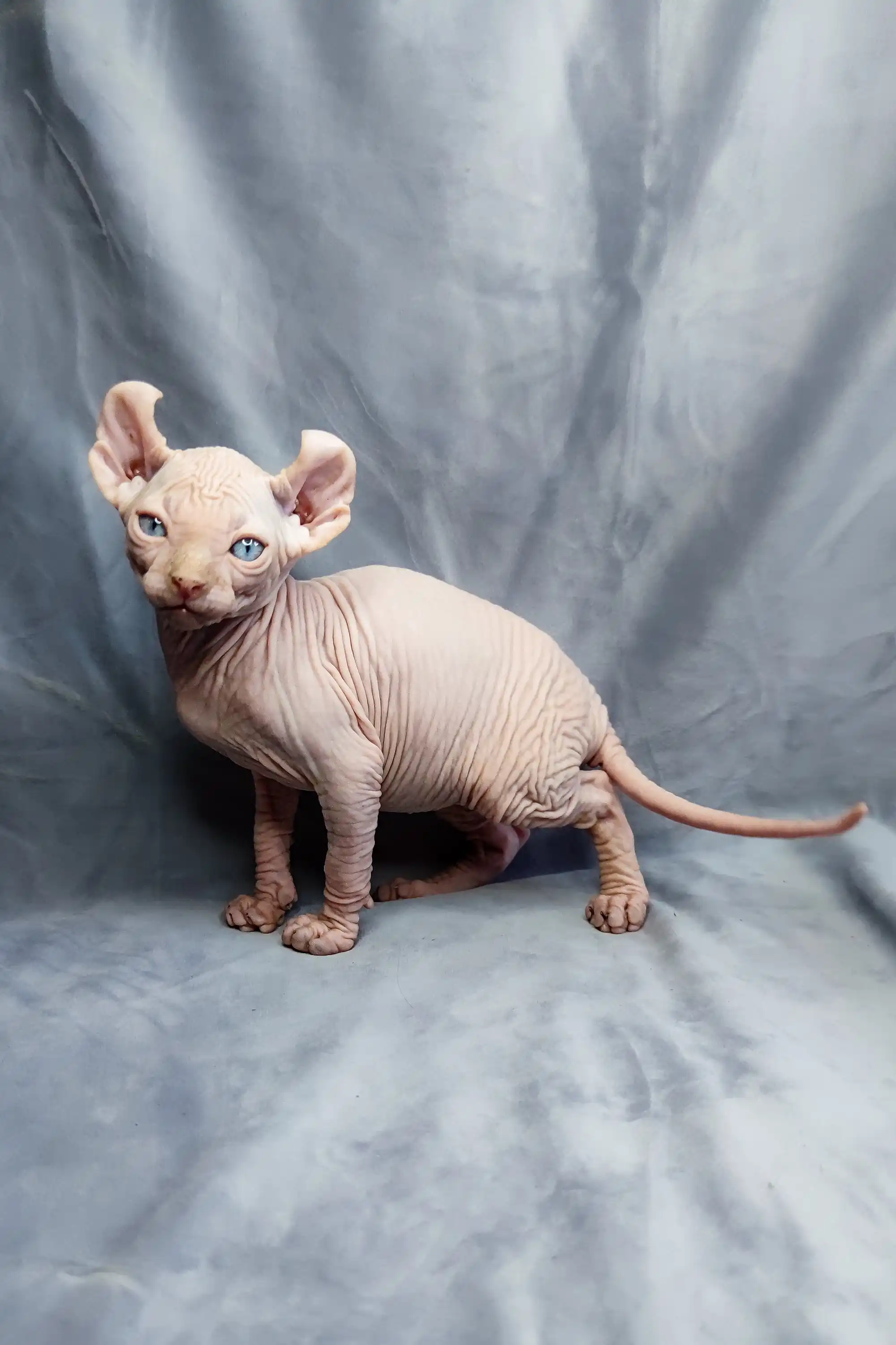 Caesar | Elf Kitten - Image 3