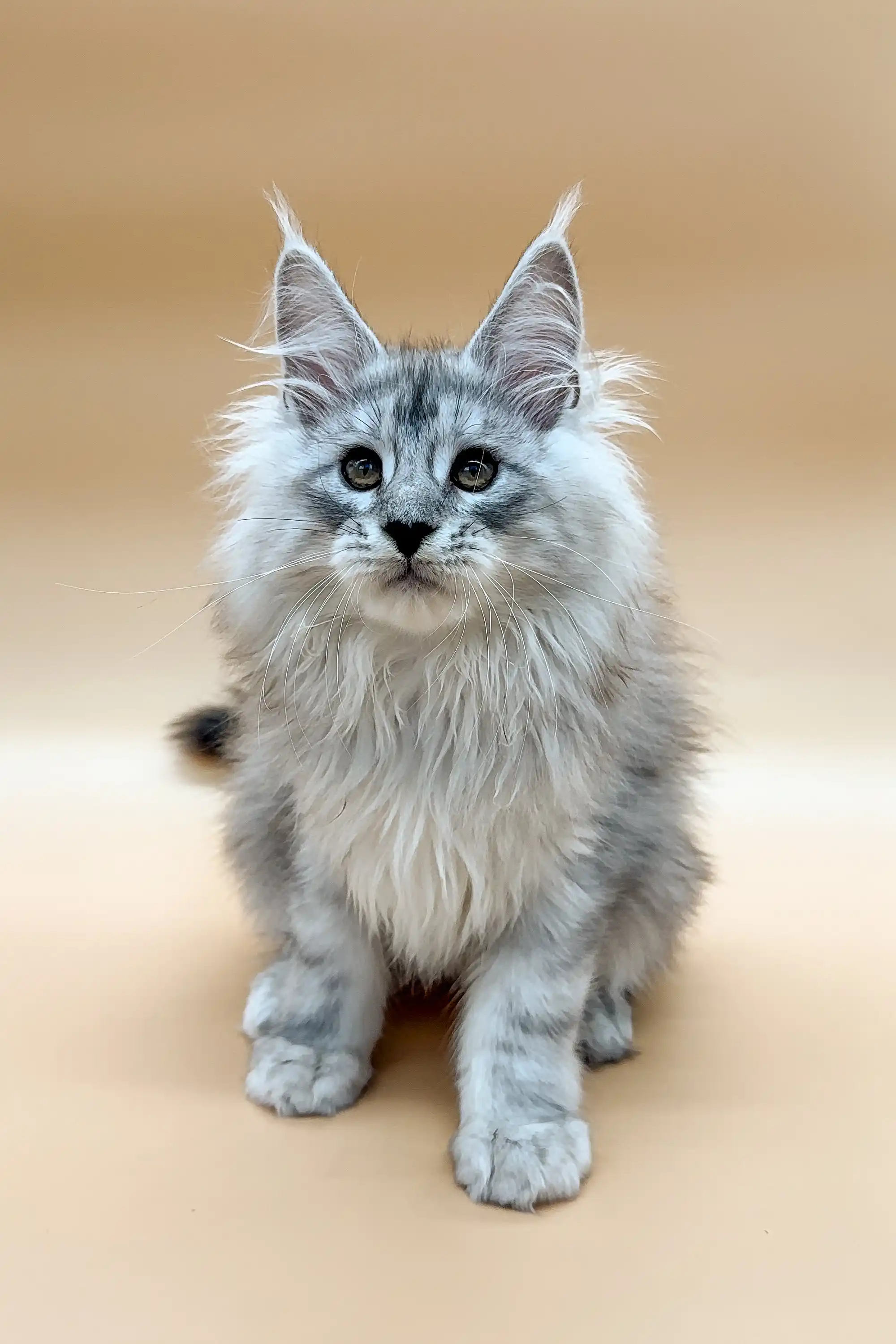 Caesar | Maine Coon Kitten - Image 3