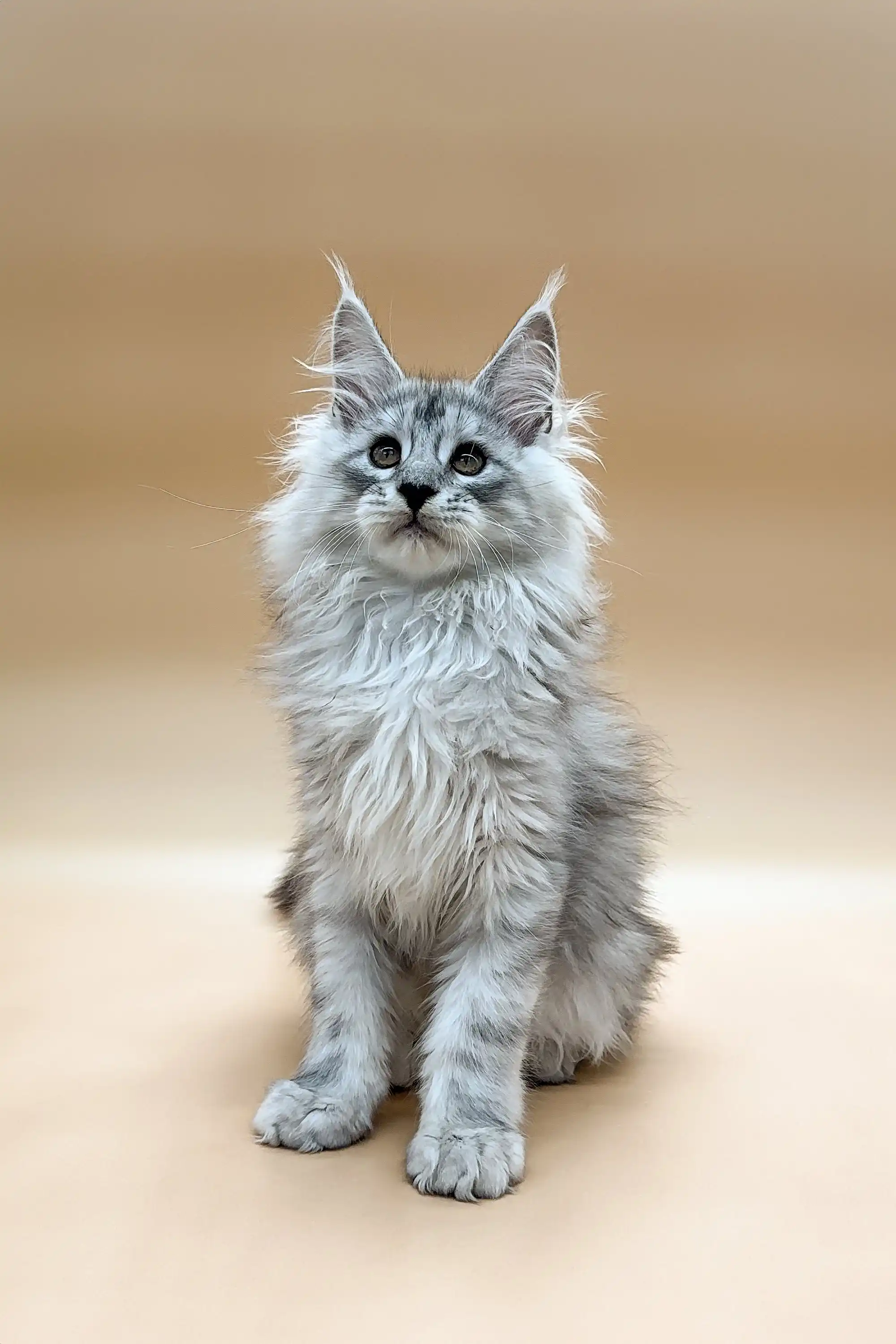 Caesar | Maine Coon Kitten - Image 8